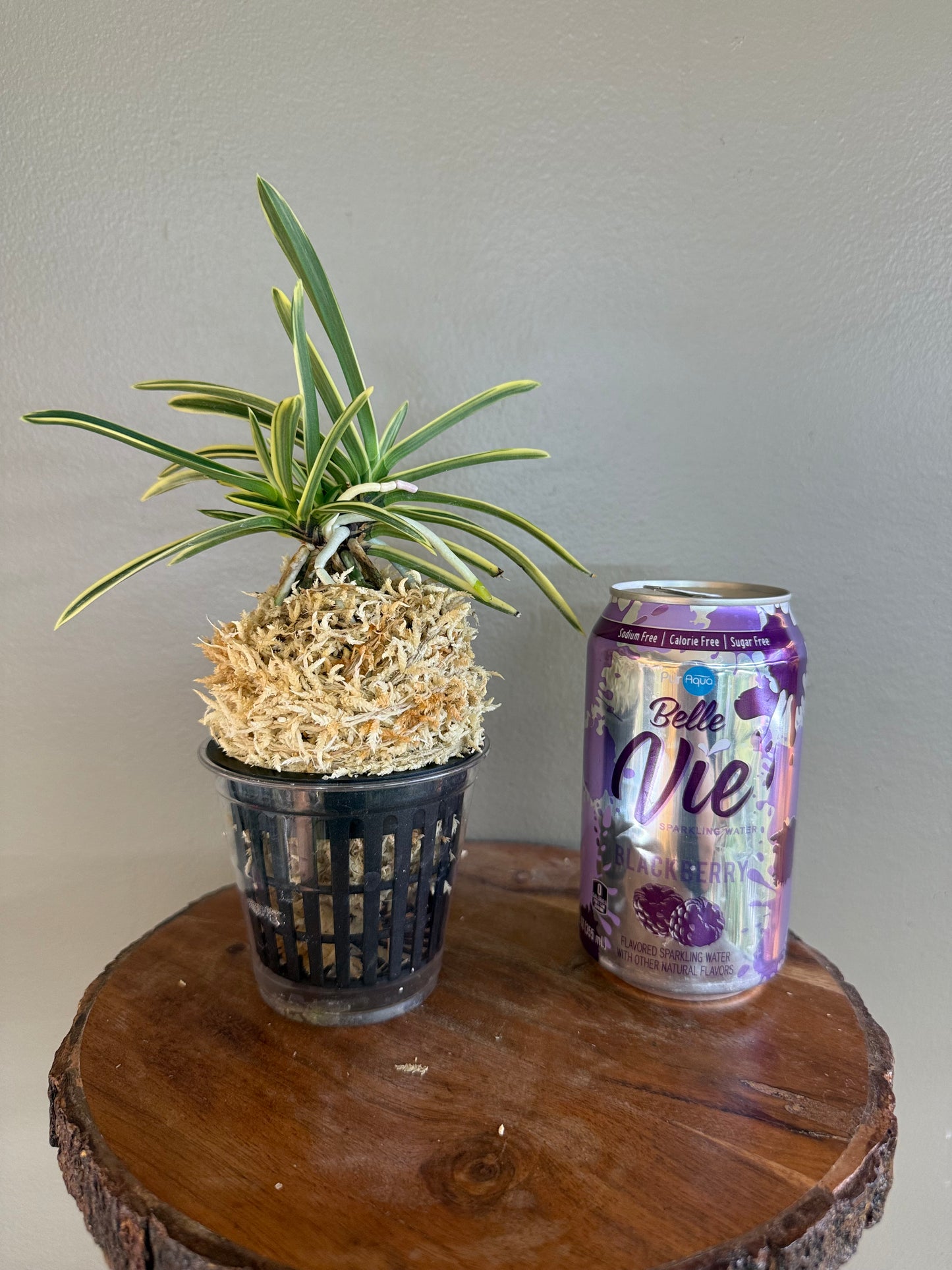 Neofinetia falcata Suruga Fukurin 駿河覆輪
