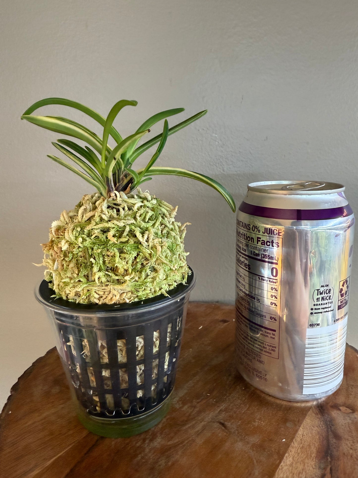 Neofinetia falcata Yaegoromo 八重衣
