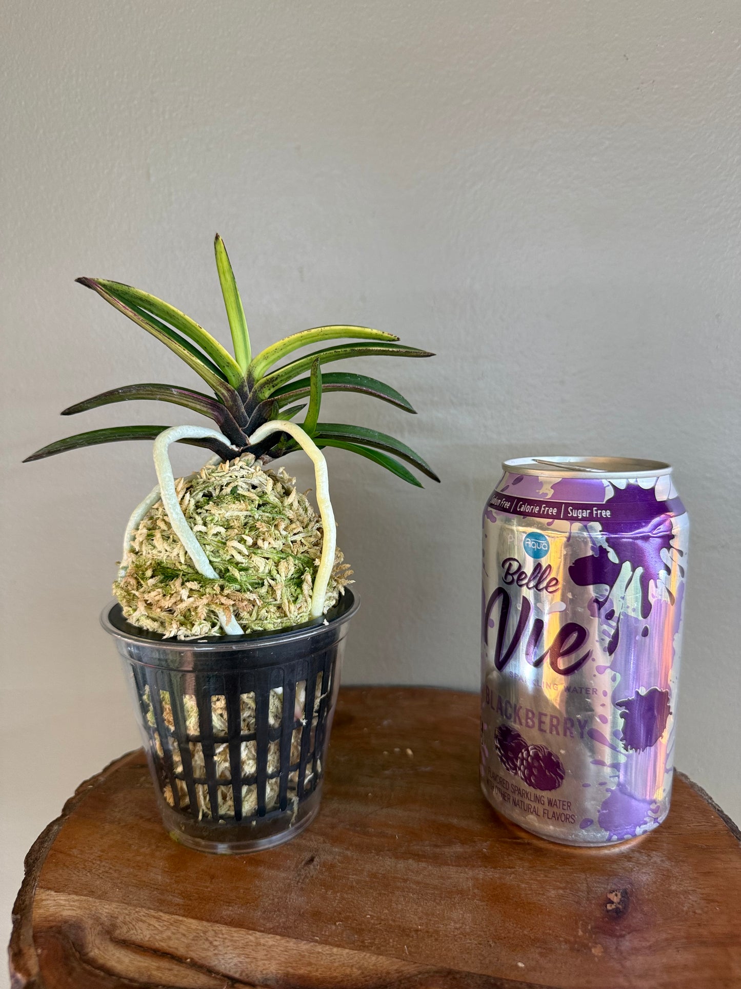 Neofinetia falcata Cheonjiyeon 天池淵