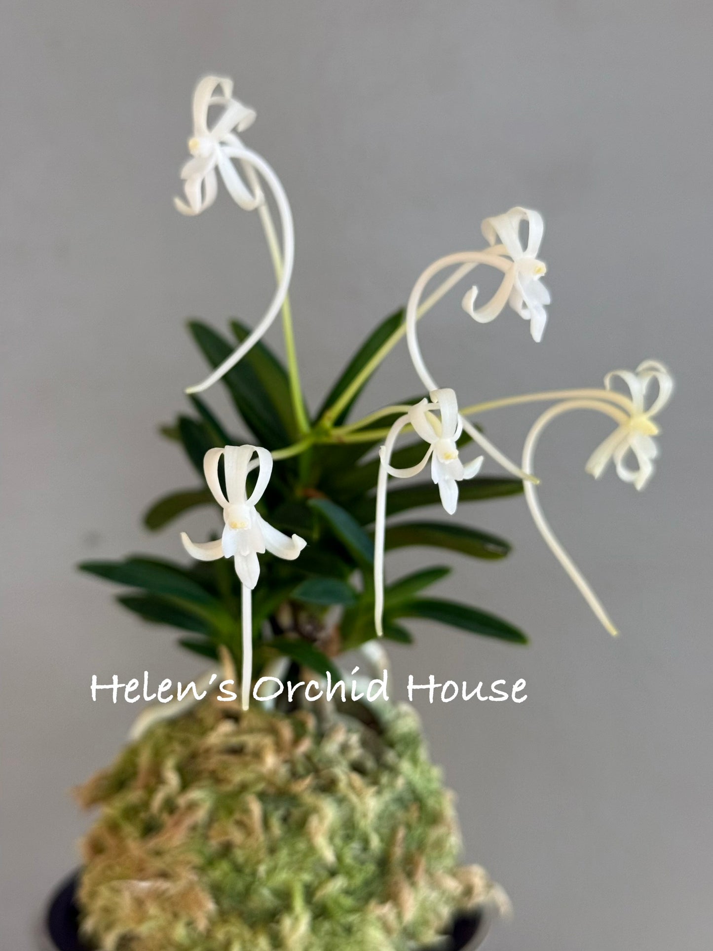 Neofinetia falcata Ryokuho 緑宝