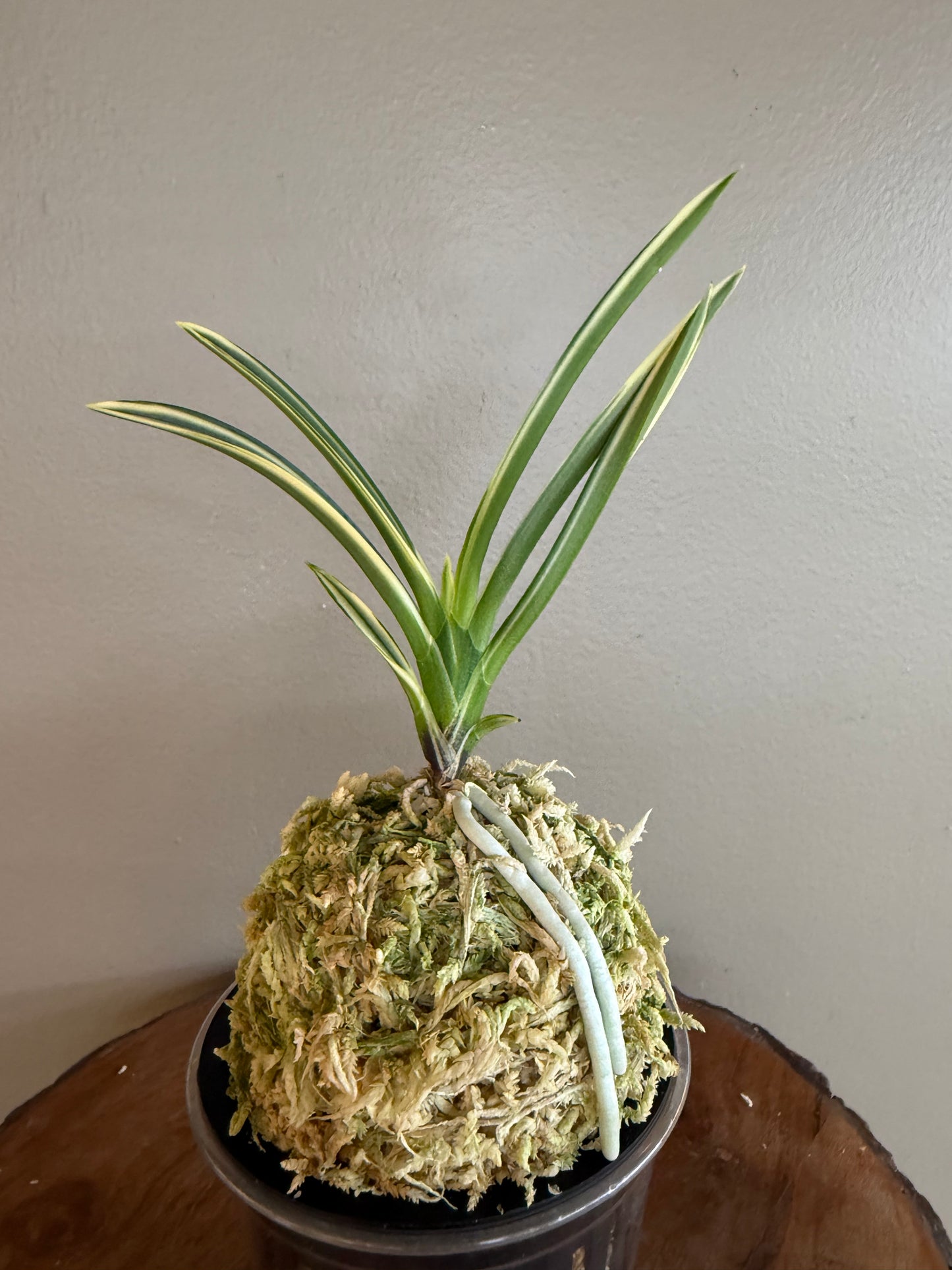 Neofinetia falcata Seoringeum 雪印錦