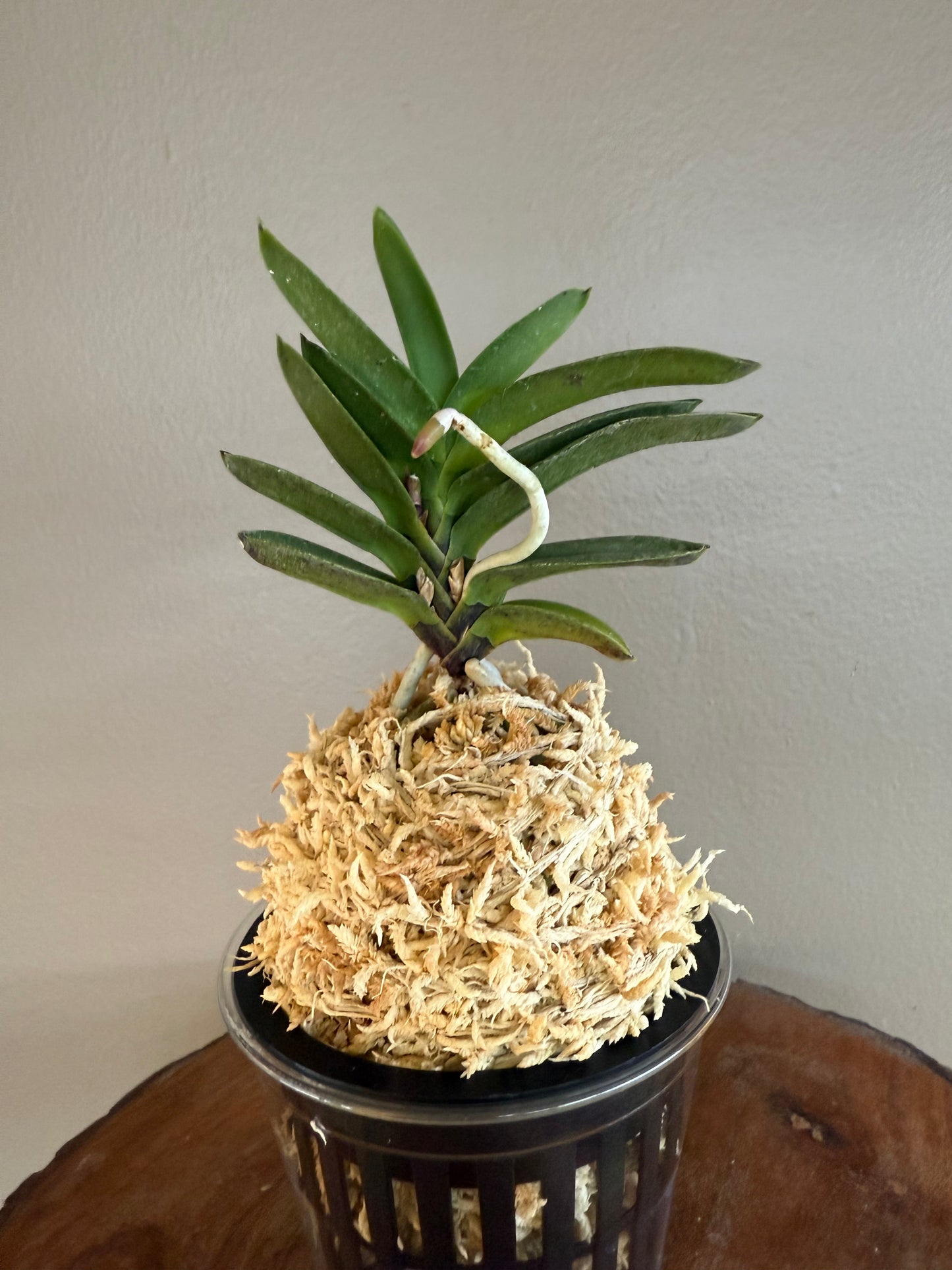 Neofinetia falcata Tengyokuho 天玉宝