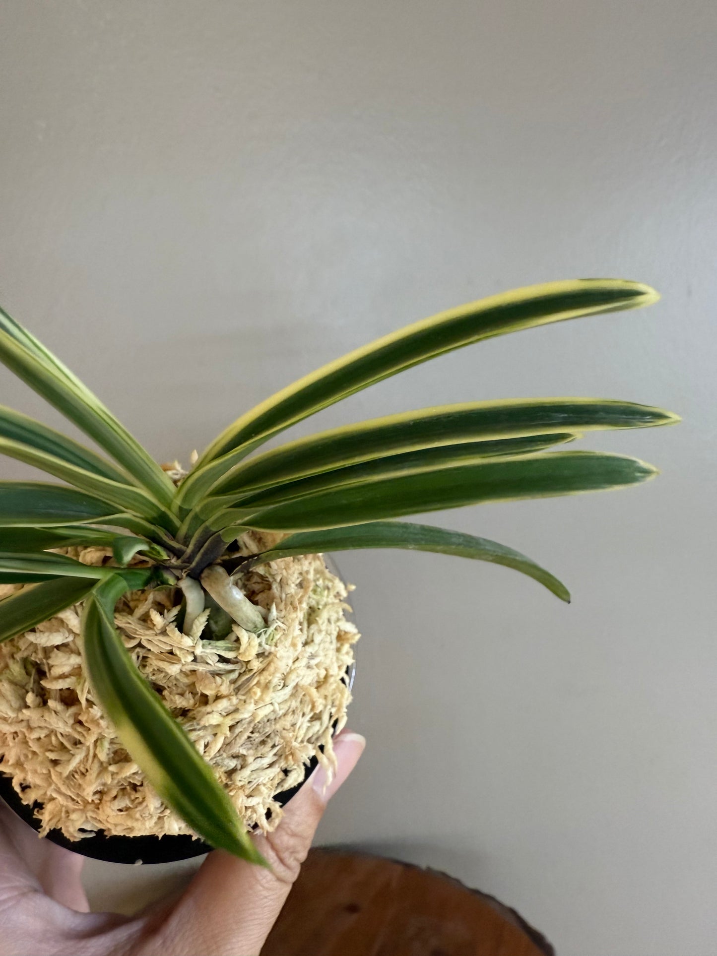 Neofinetia falcata Nishidemiyako 西出都