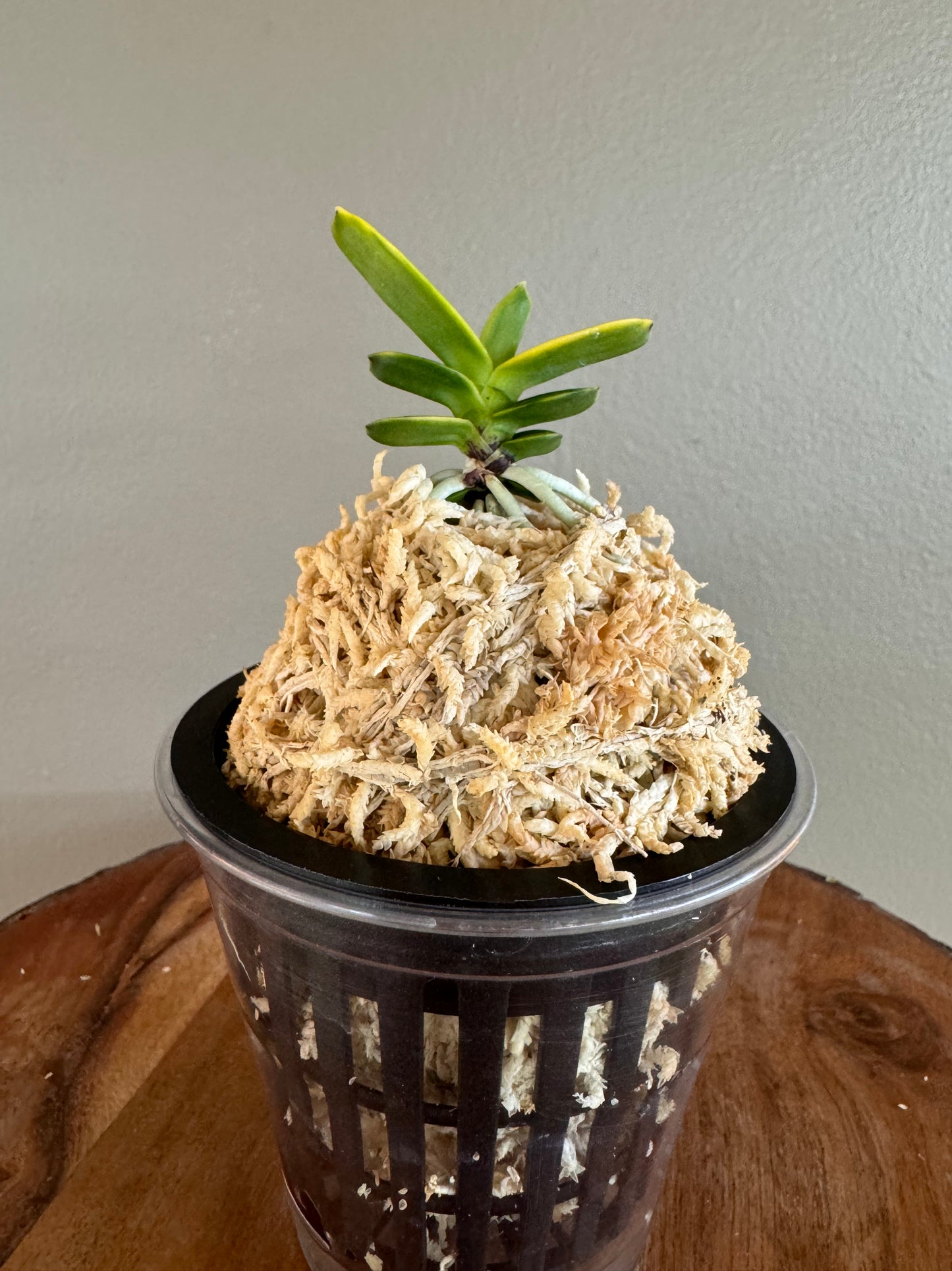Neofinetia falcata Daejanggeum(Daiso Nishiki) 大壯錦