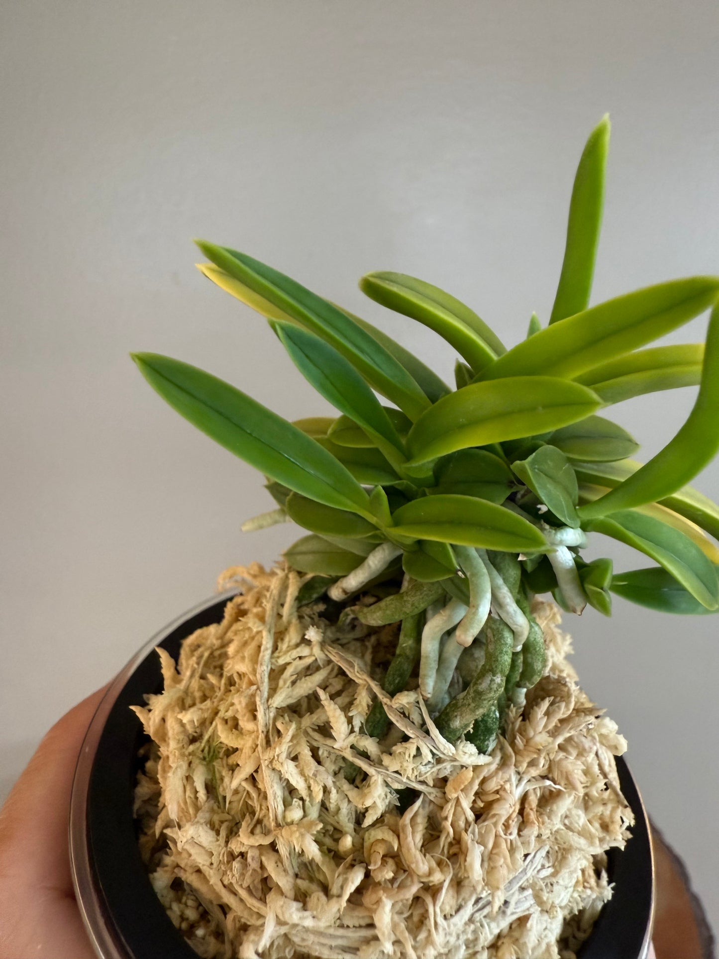 Neofinetia falcata Kinroukaku 金樓閣