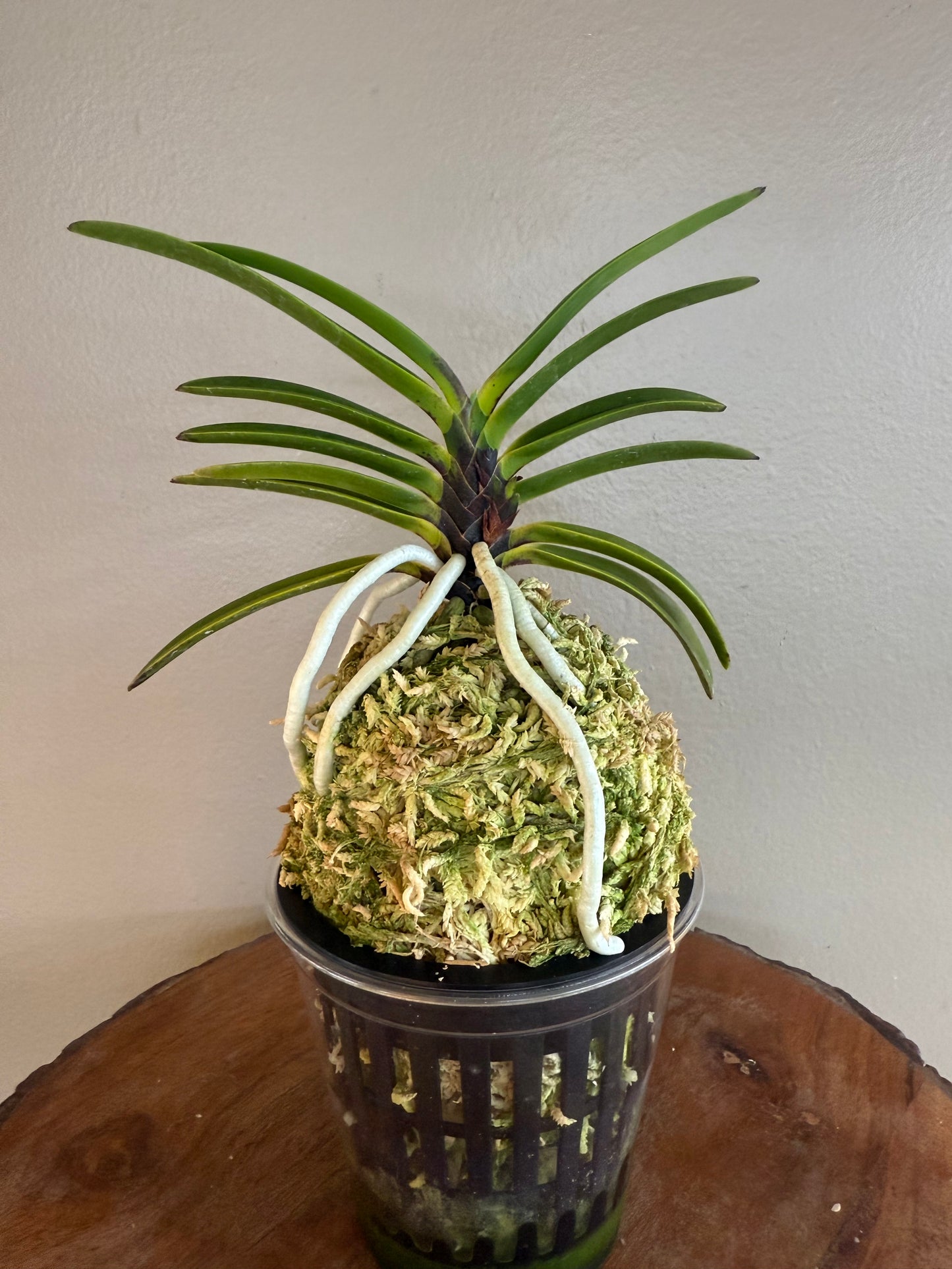 Neofinetia falcata Akausagi 赤兎