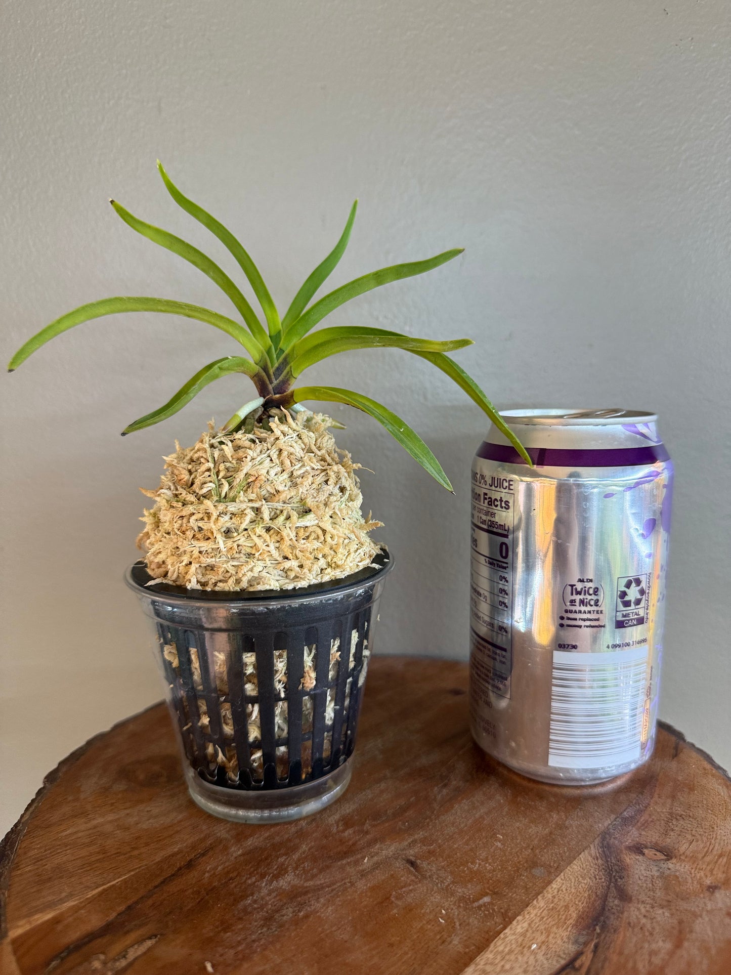 Neofinetia falcata Soubiryu 双尾龍