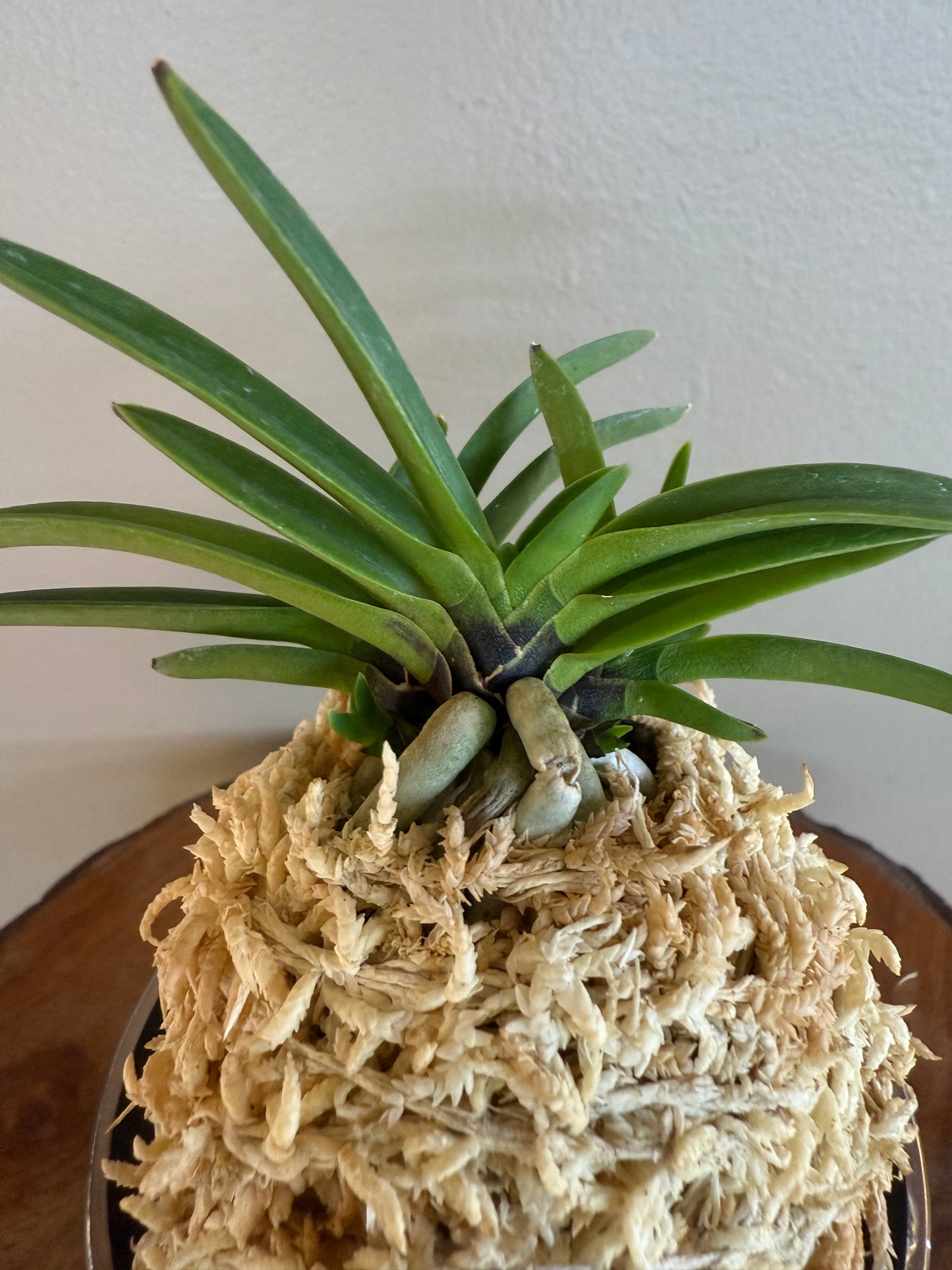 Neofinetia falcata Raizan 雷山