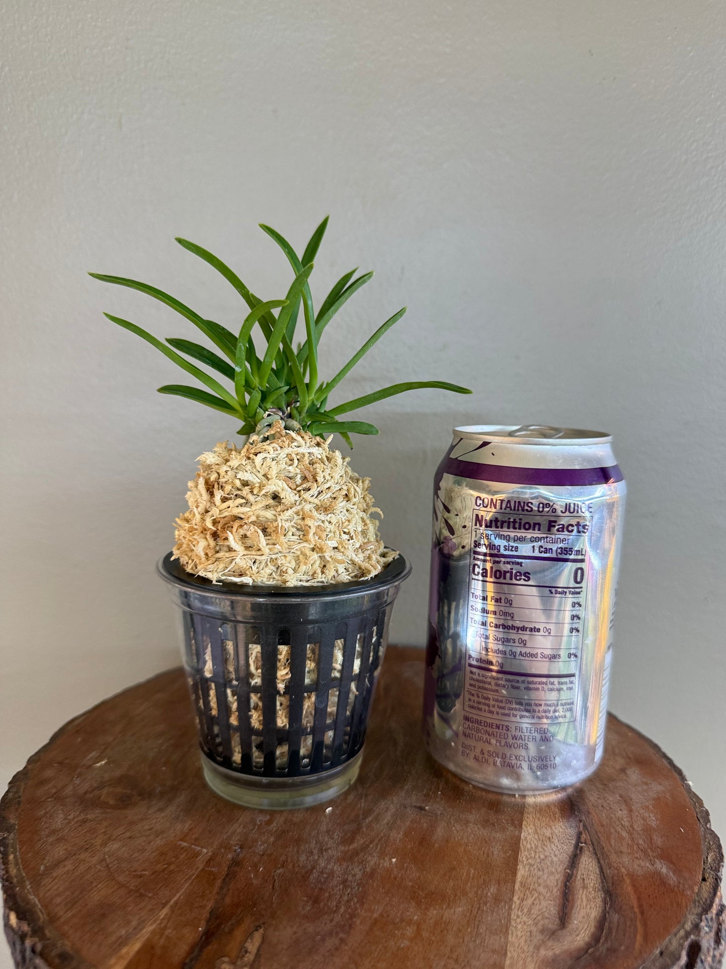 Neofinetia falcata Hisui 翡翠