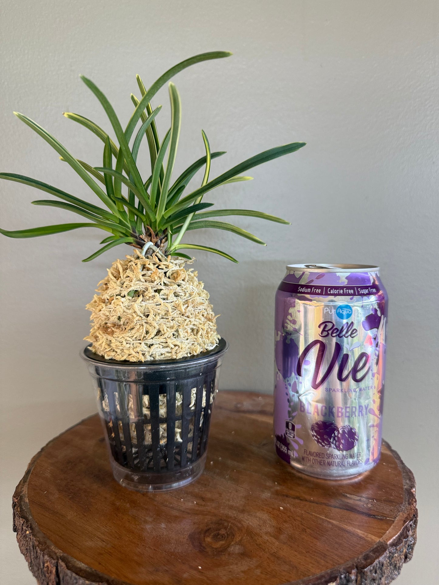 Neofinetia falcata Nishidemiyako 西出都