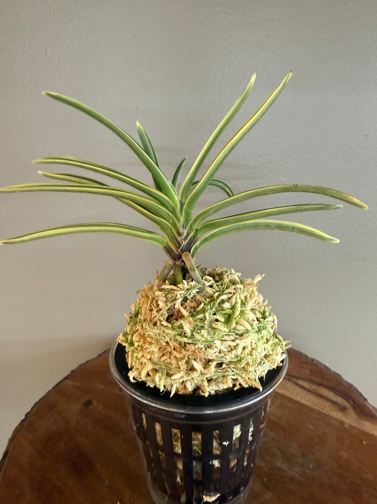 Neofinetia falcata Gojo Fukurin 御城覆輪