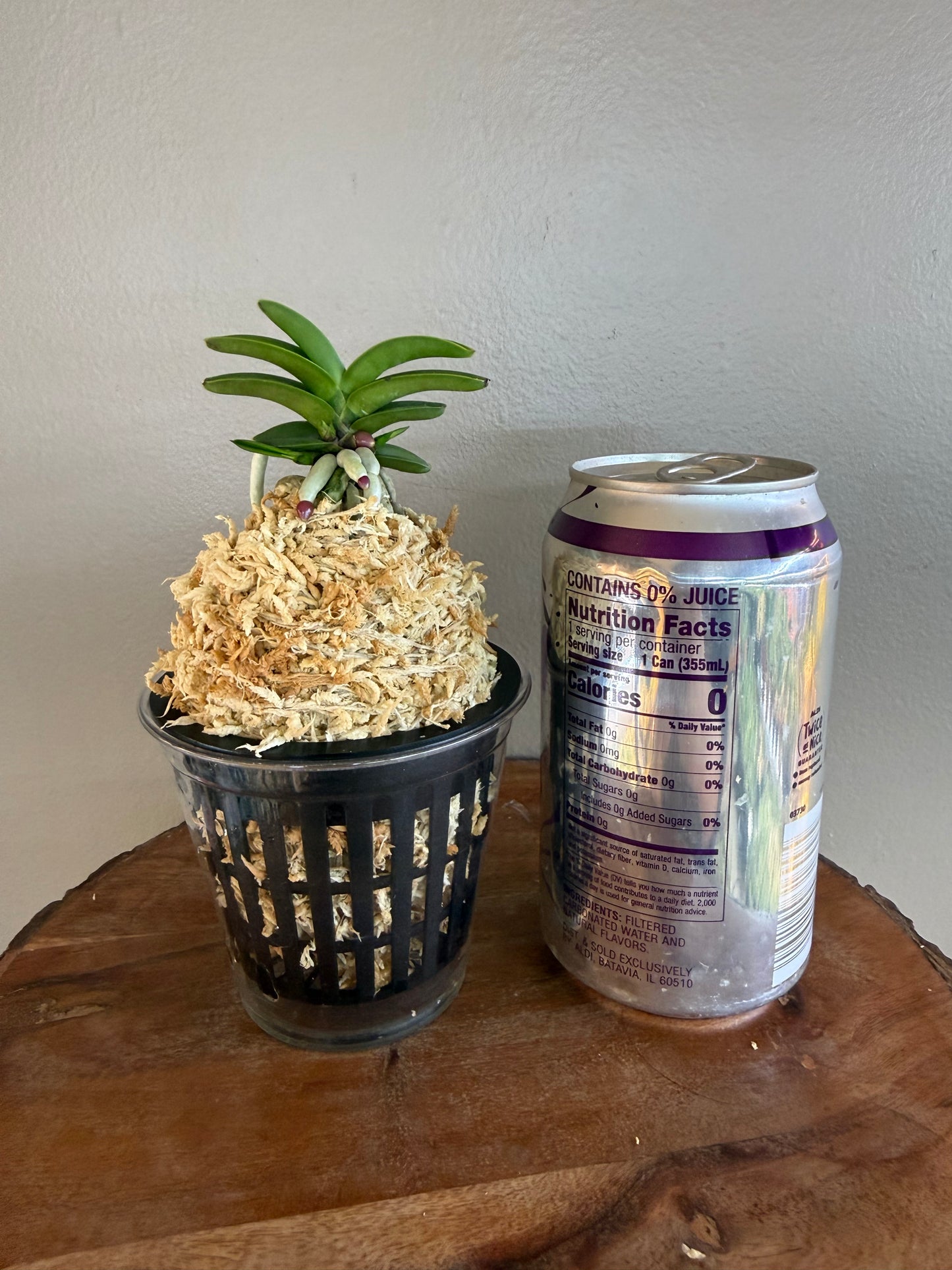 Neofinetia falcata Janggun 將軍