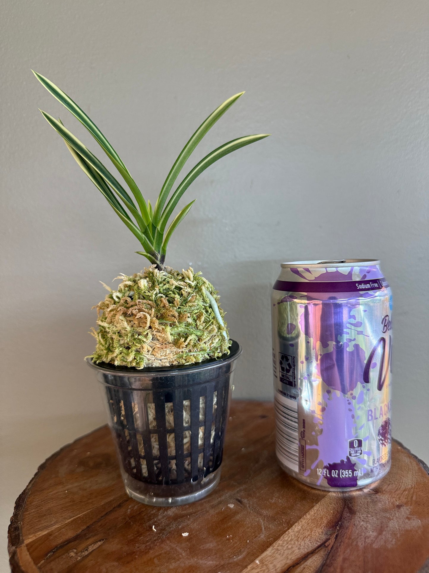 Neofinetia falcata Seoringeum 雪印錦
