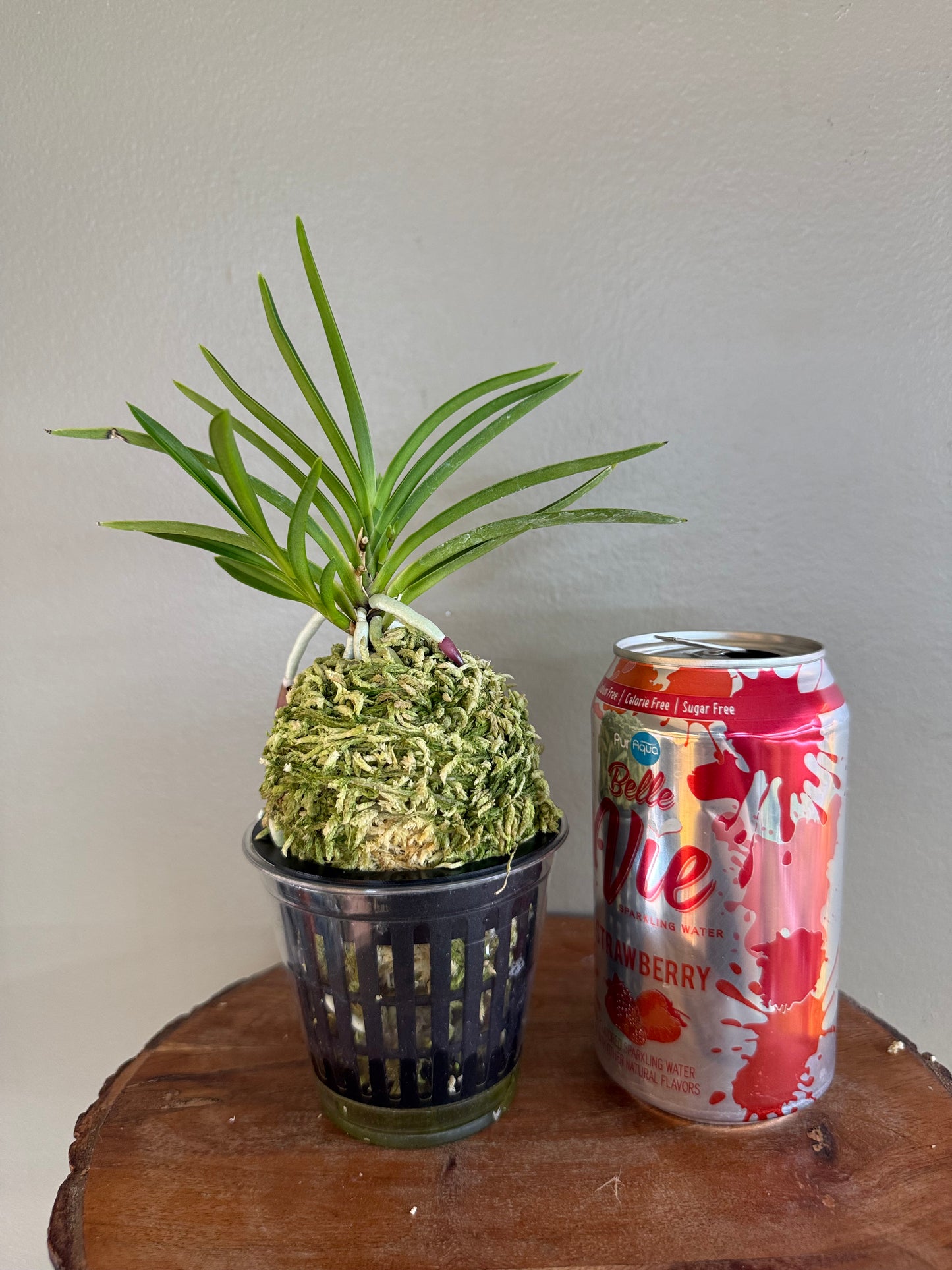 Neofinetia falcata Gongju 公主