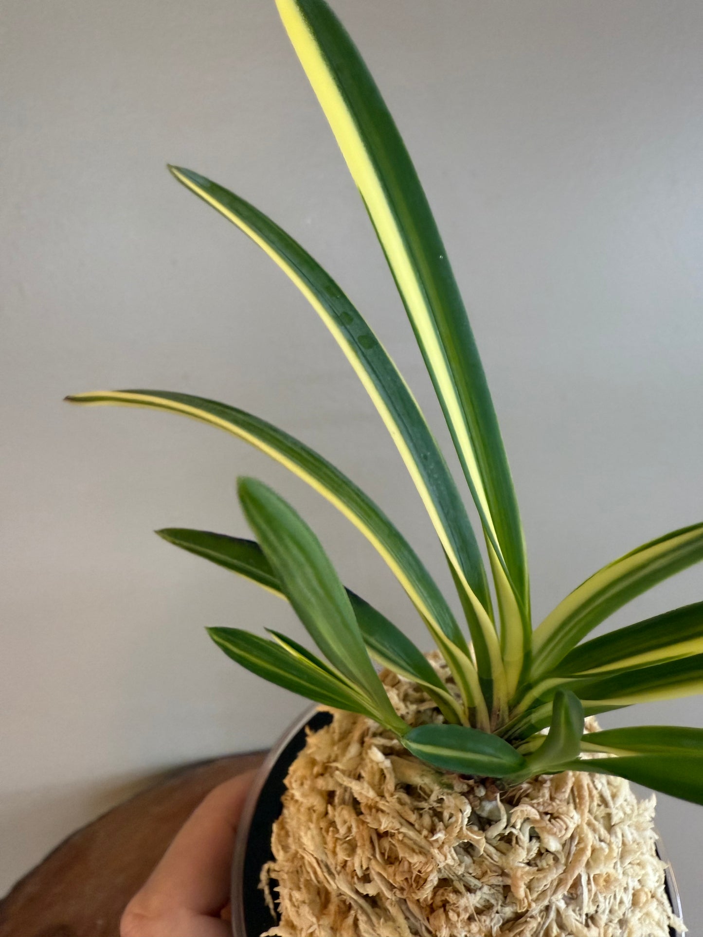 Neofinetia falcata Miyakohabutae 都羽二重