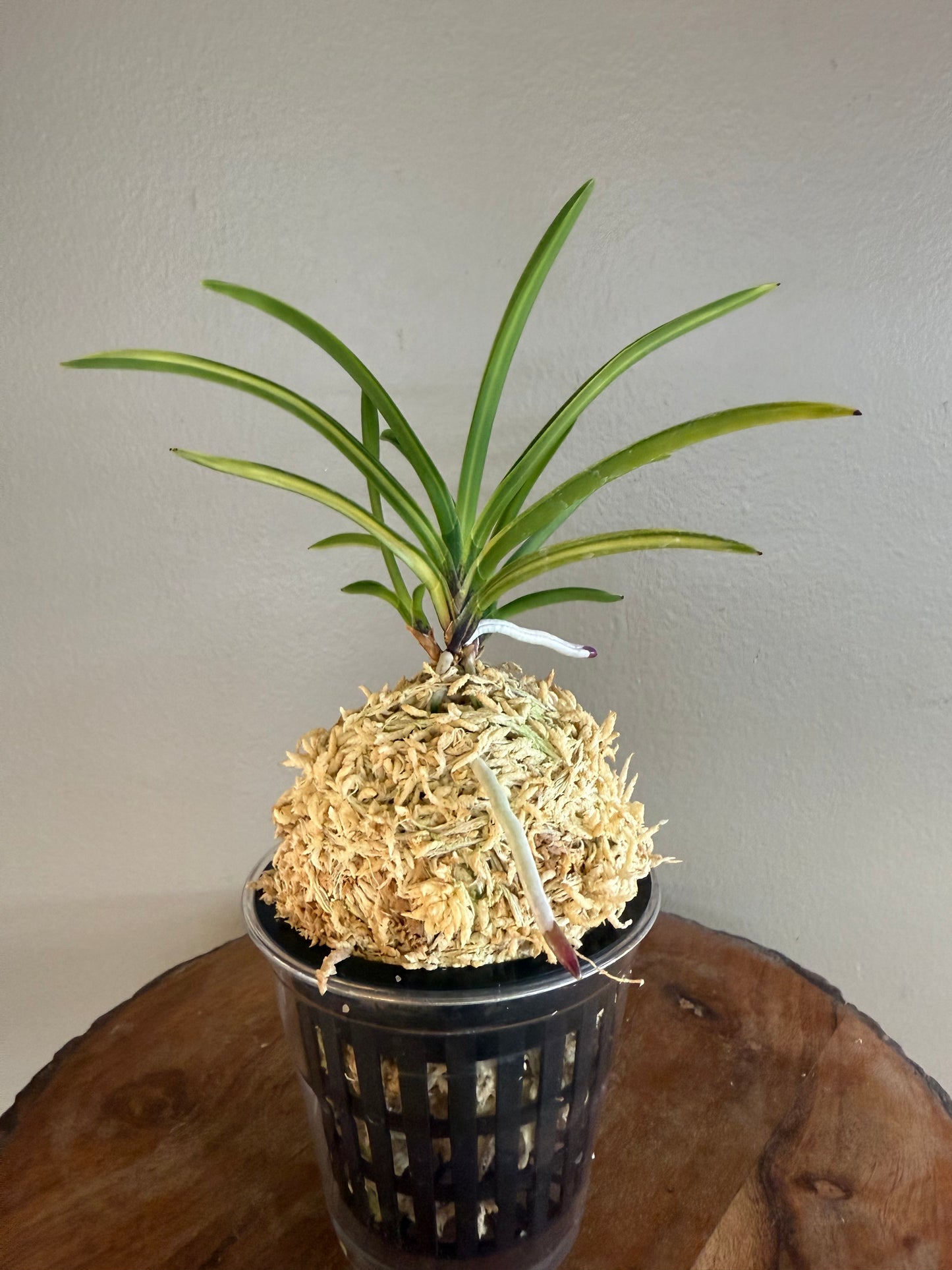 Neofinetia falcata Asahiden 朝日殿
