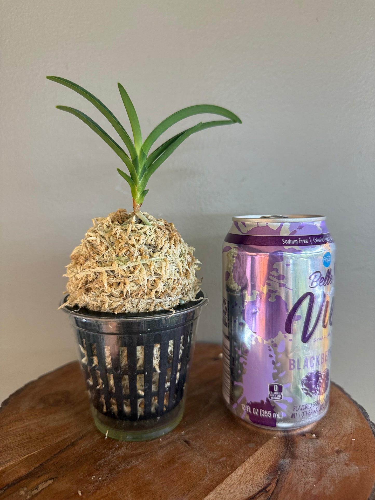Neofinetia falcata Sansuiden 三翠殿/(jp )Midori senju 緑千壽