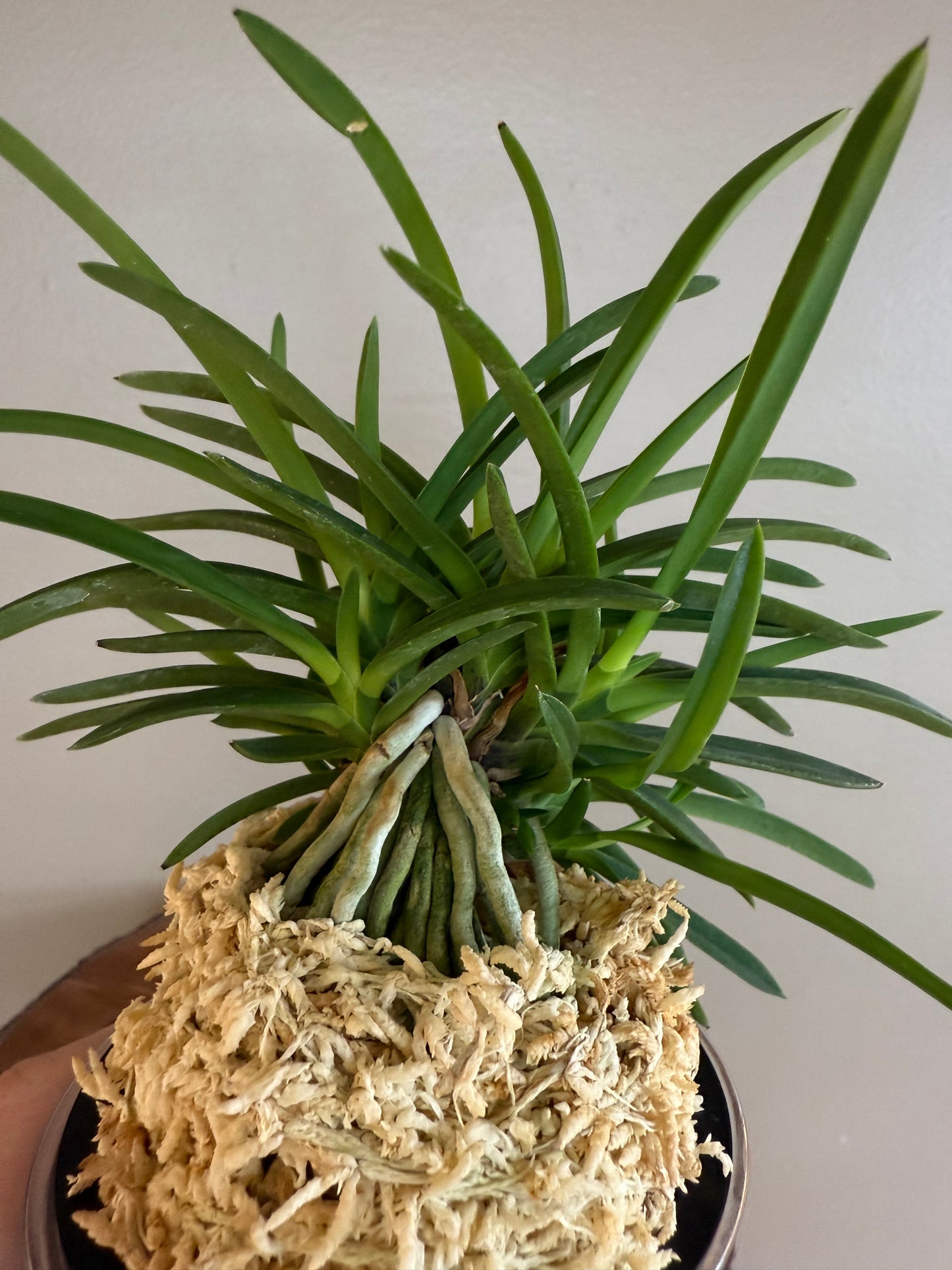 Neofinetia falcata Benitengu 紅天狗