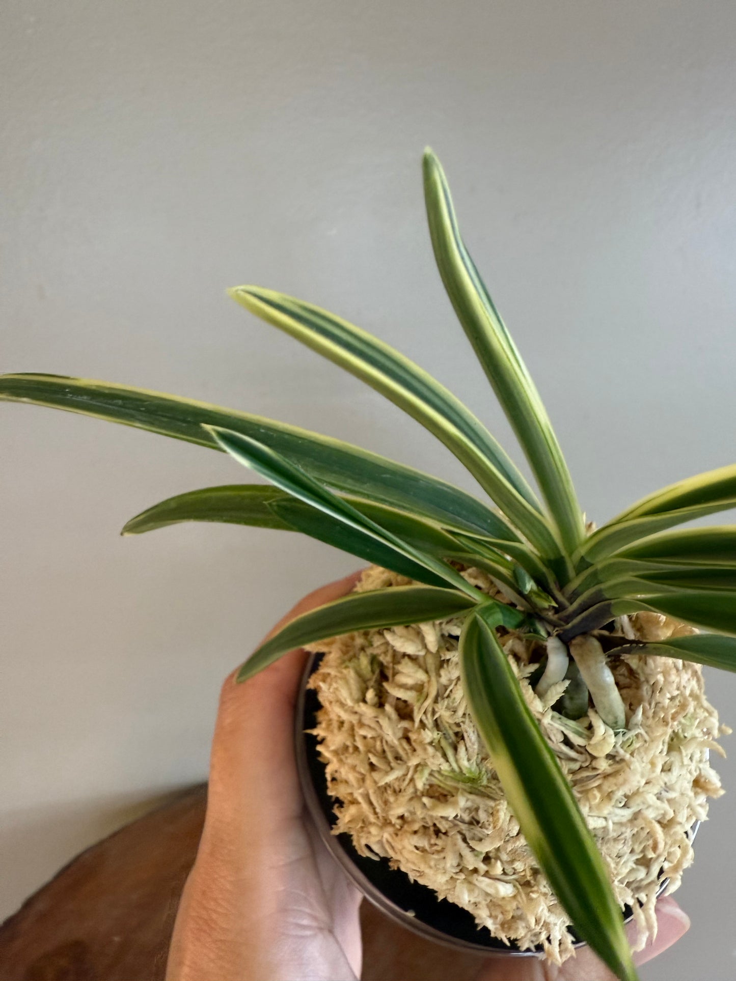 Neofinetia falcata Nishidemiyako 西出都