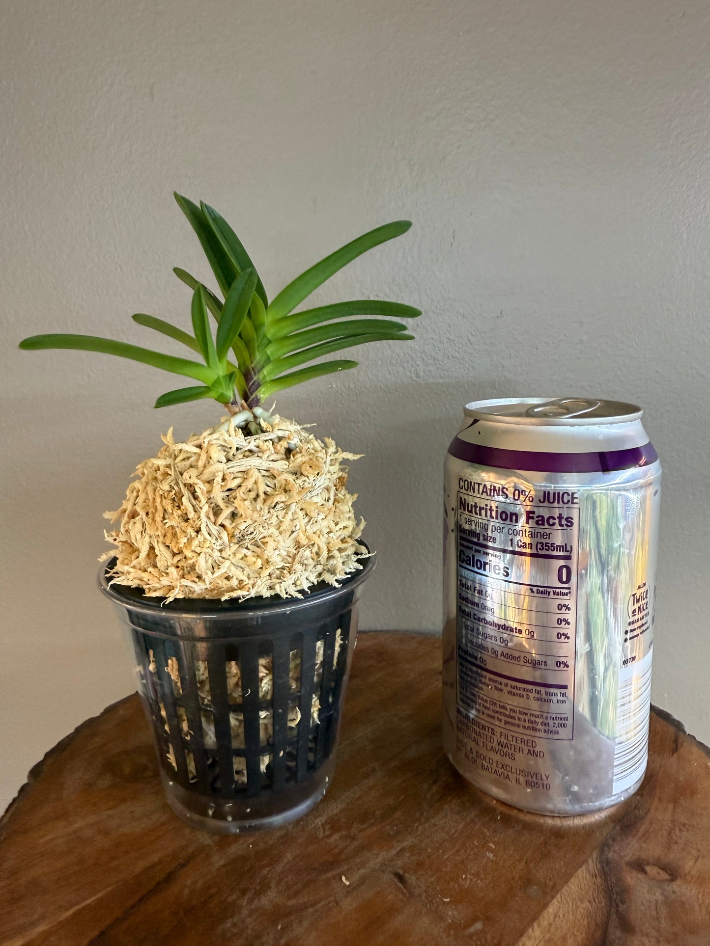Neofinetia falcata Juhongseong 朱紅星
