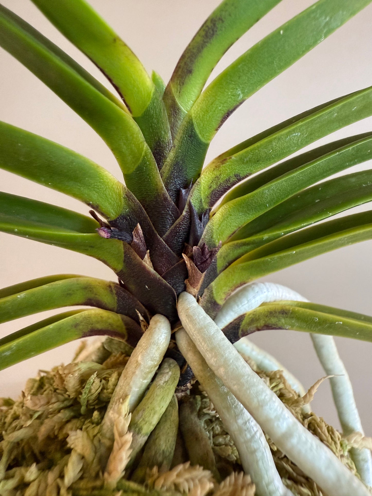 Neofinetia falcata Akausagi 赤兎