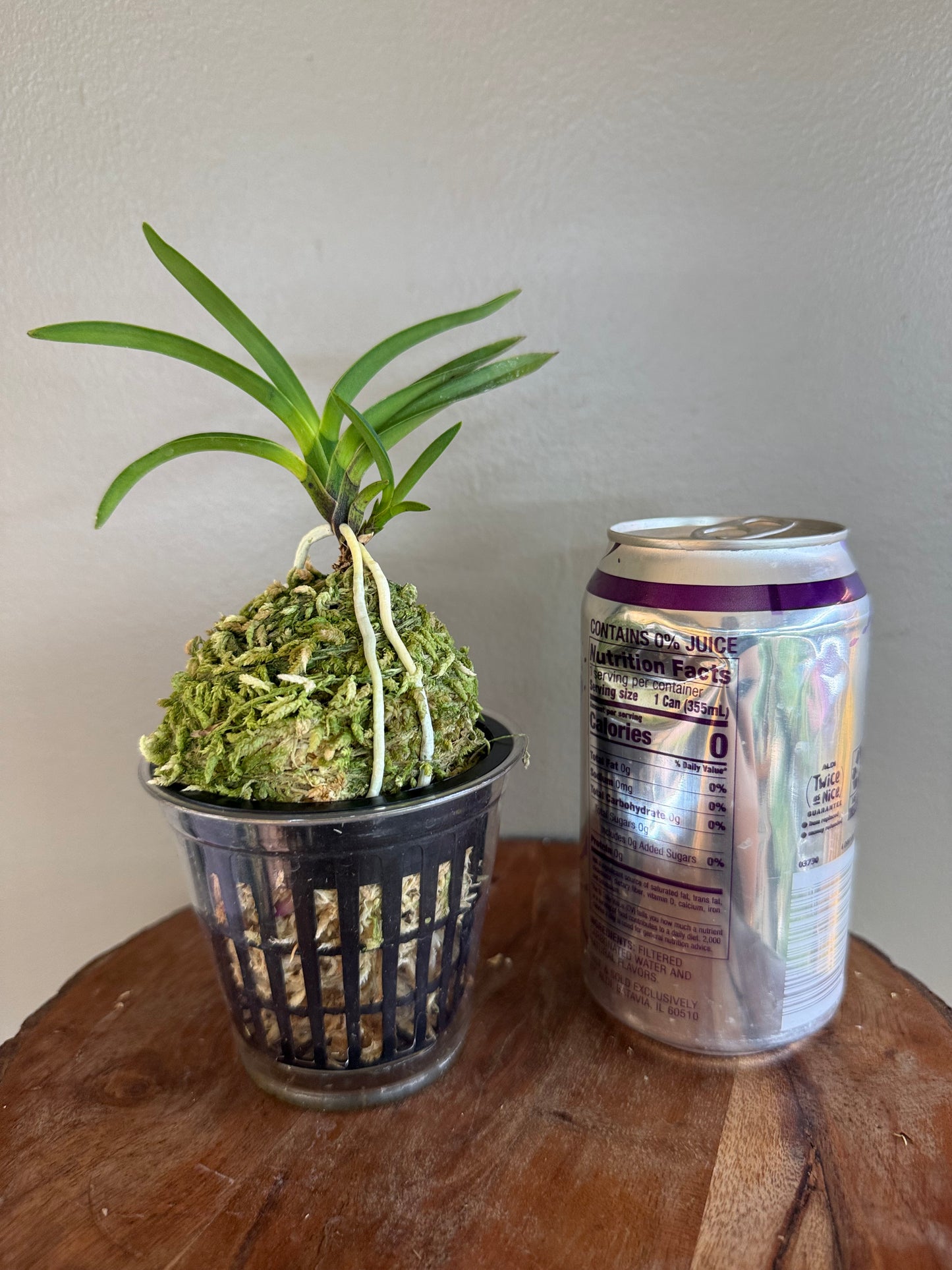 Neofinetia falcata Taiga 大河