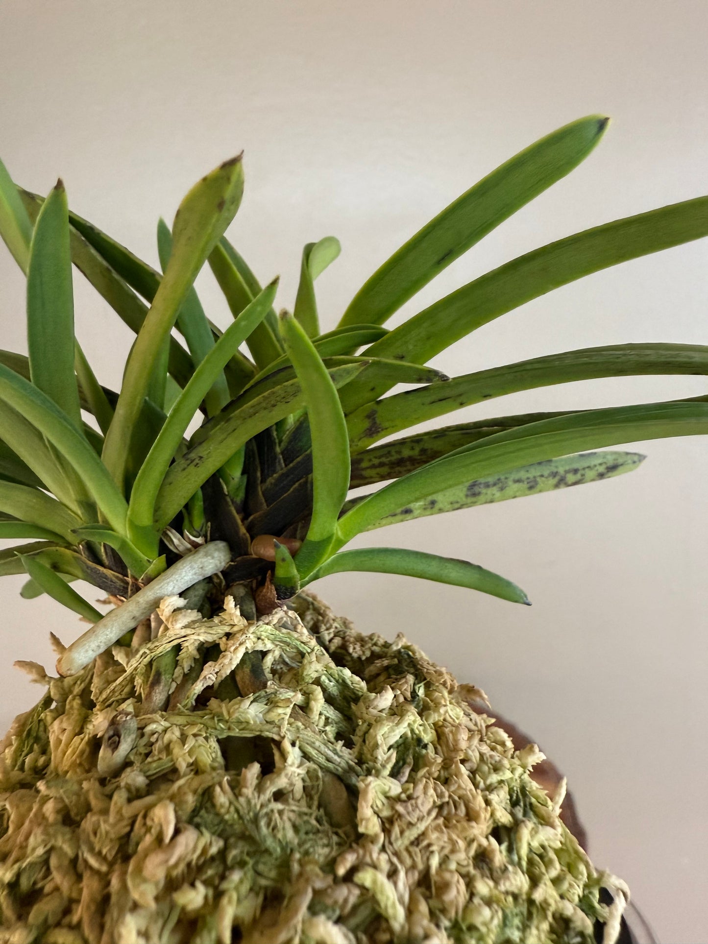 Neofinetia falcata Takaranoshi 宝熨斗
