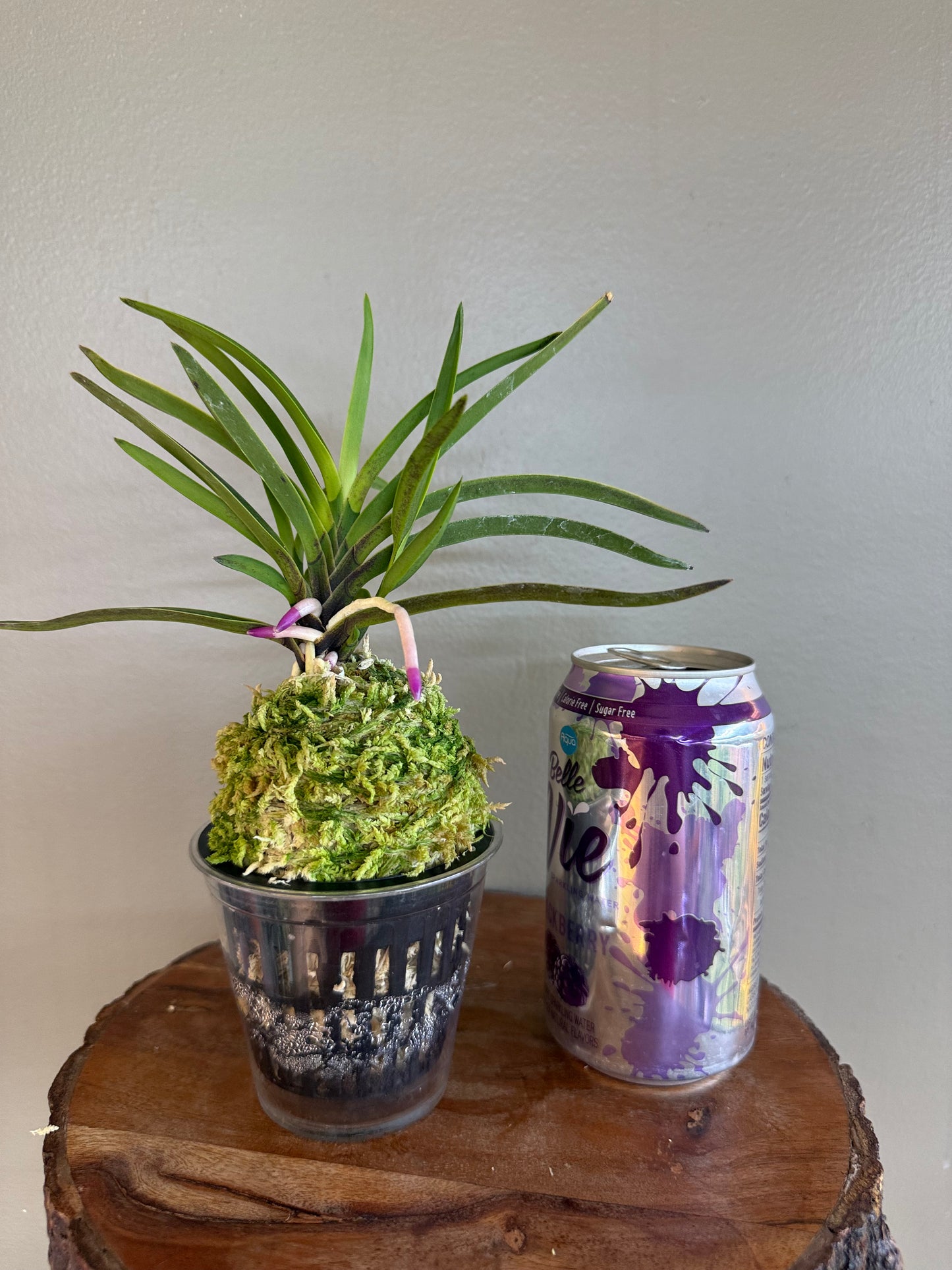 Neofinetia falcata Gogung(Kokyu) 故宮