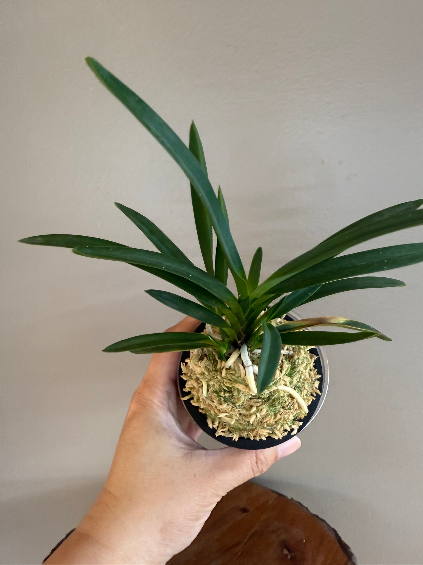 Neofinetia falcata Hokage 火影