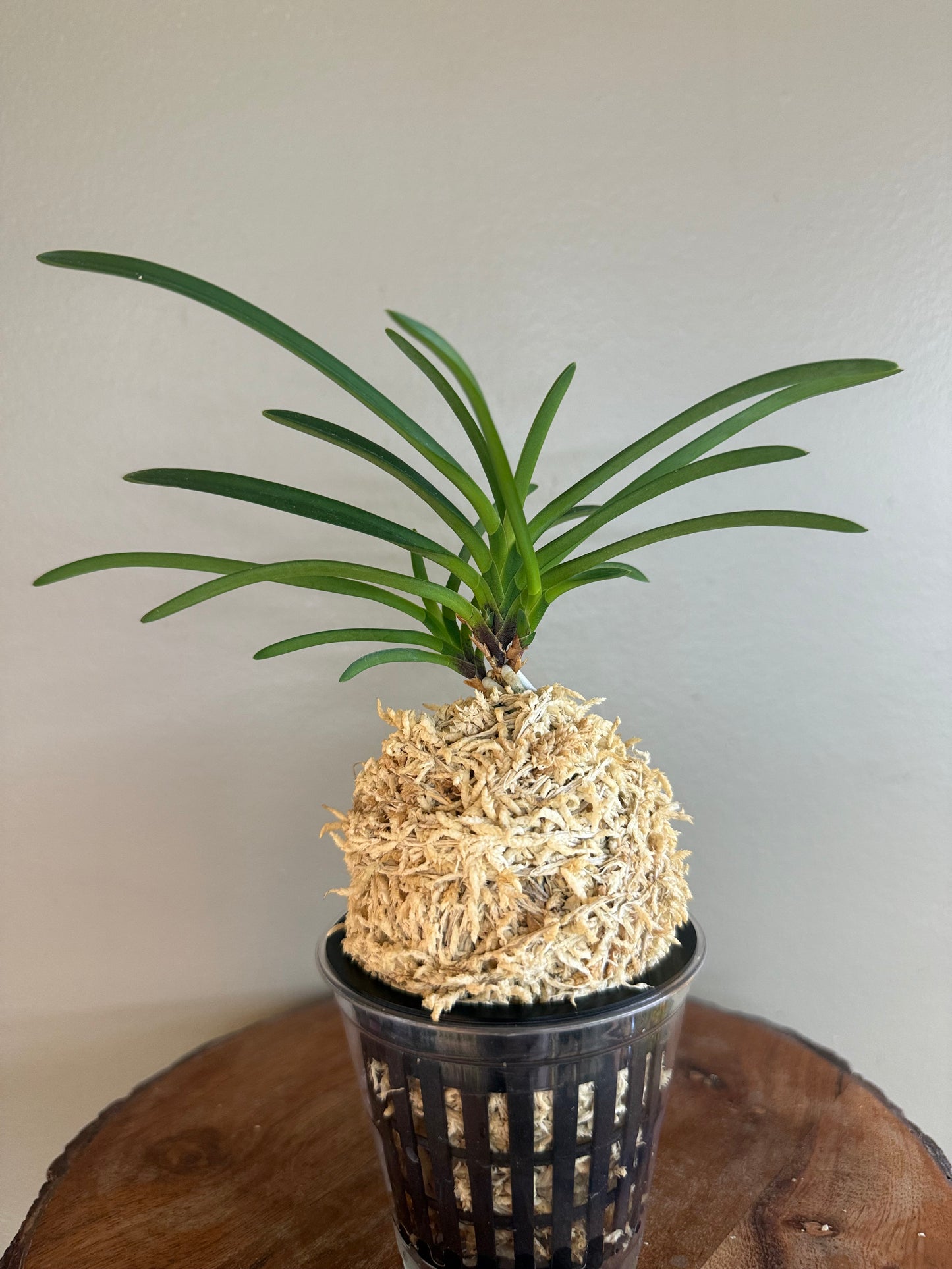 Neofinetia falcata Benisuzume 紅雀