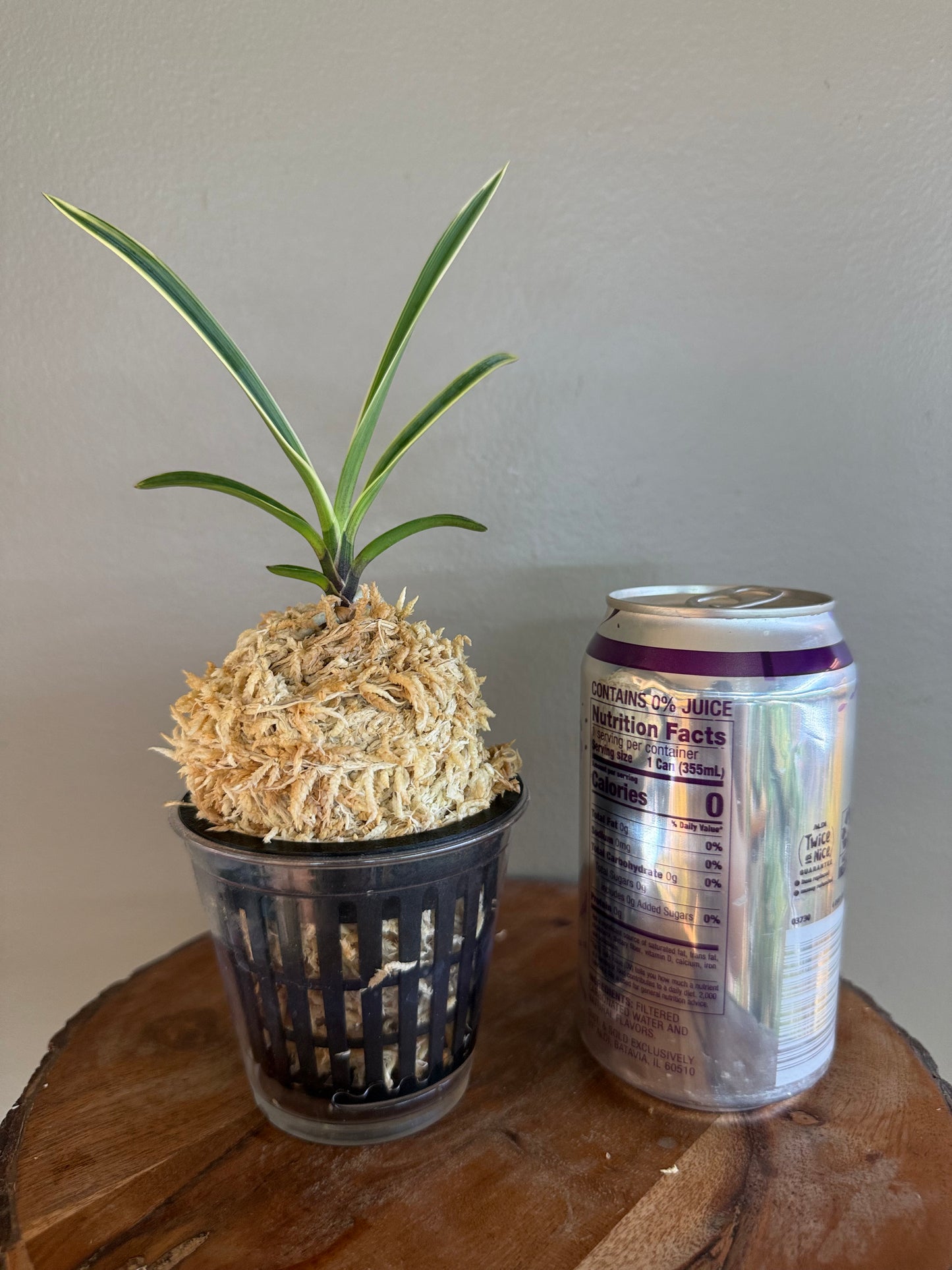 Neofinetia falcata Amami Shiroshima 奄美白縞