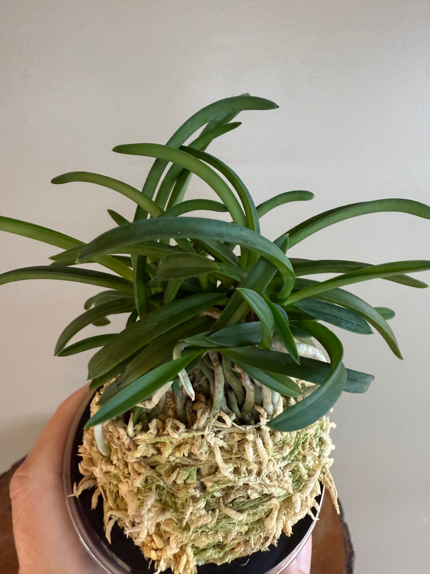 Neofinetia falcata Kishu Ryokufu 紀州綠風