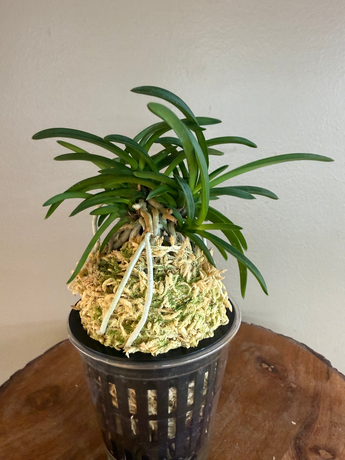 Neofinetia falcata Kishu Ryokufu 紀州綠風