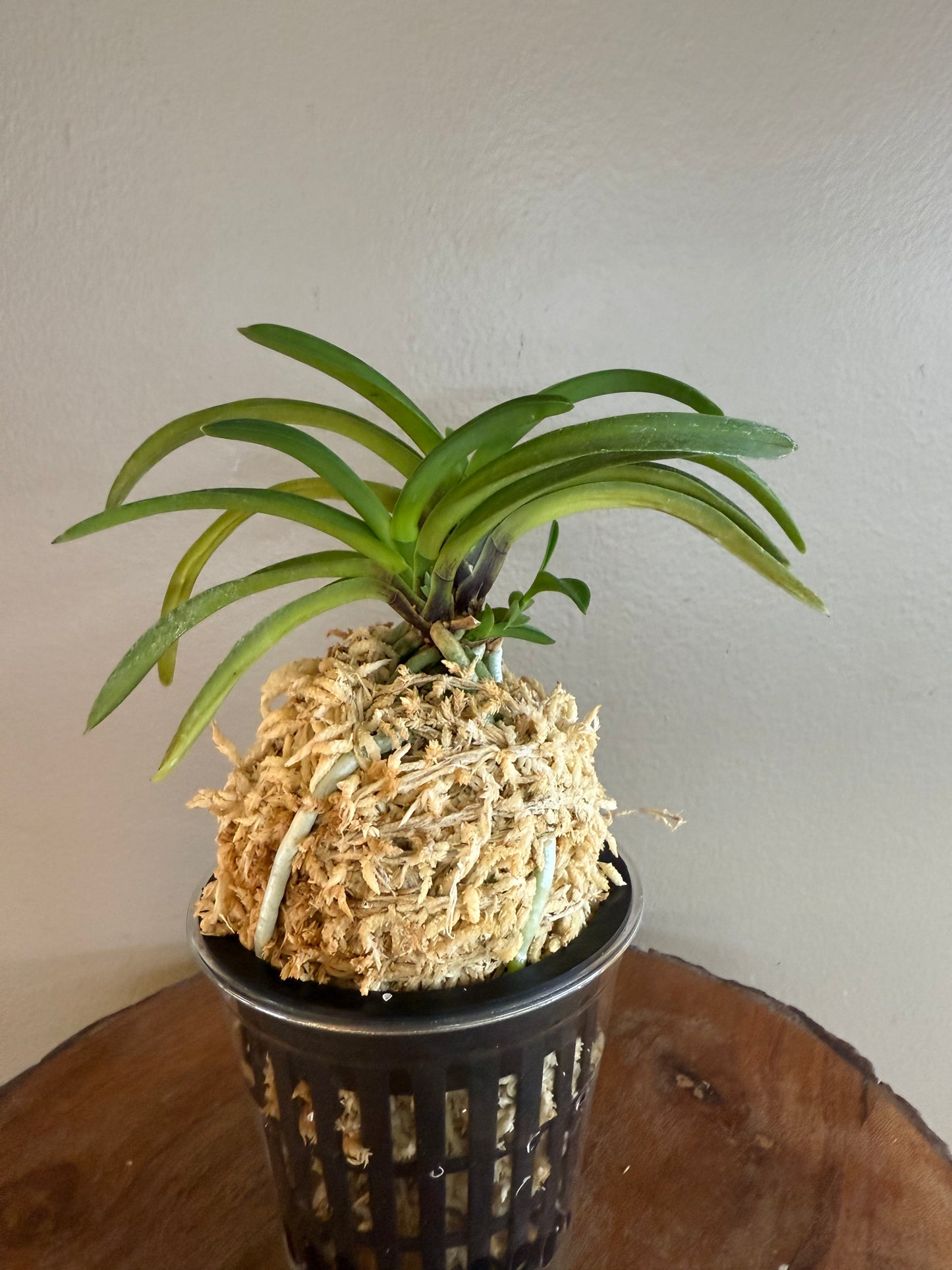 Neofinetia falcata Benigkaede 紅楓