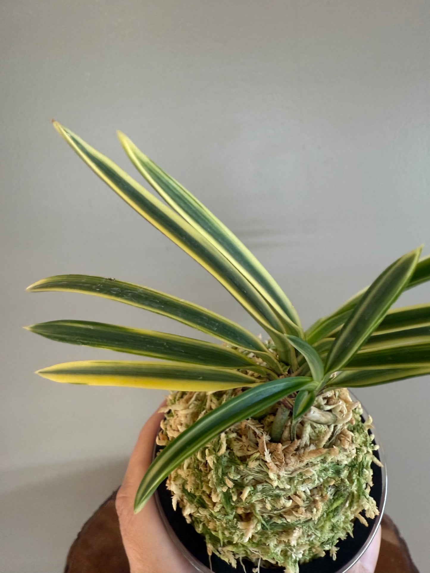 Neofinetia falcata Gojo Fukurin 御城覆輪