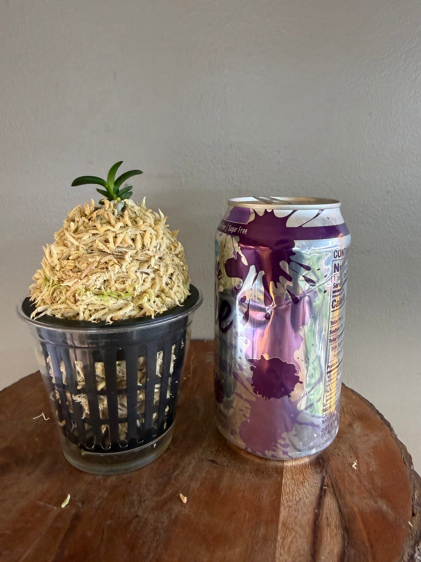 Neofinetia falcata Senzai 千載