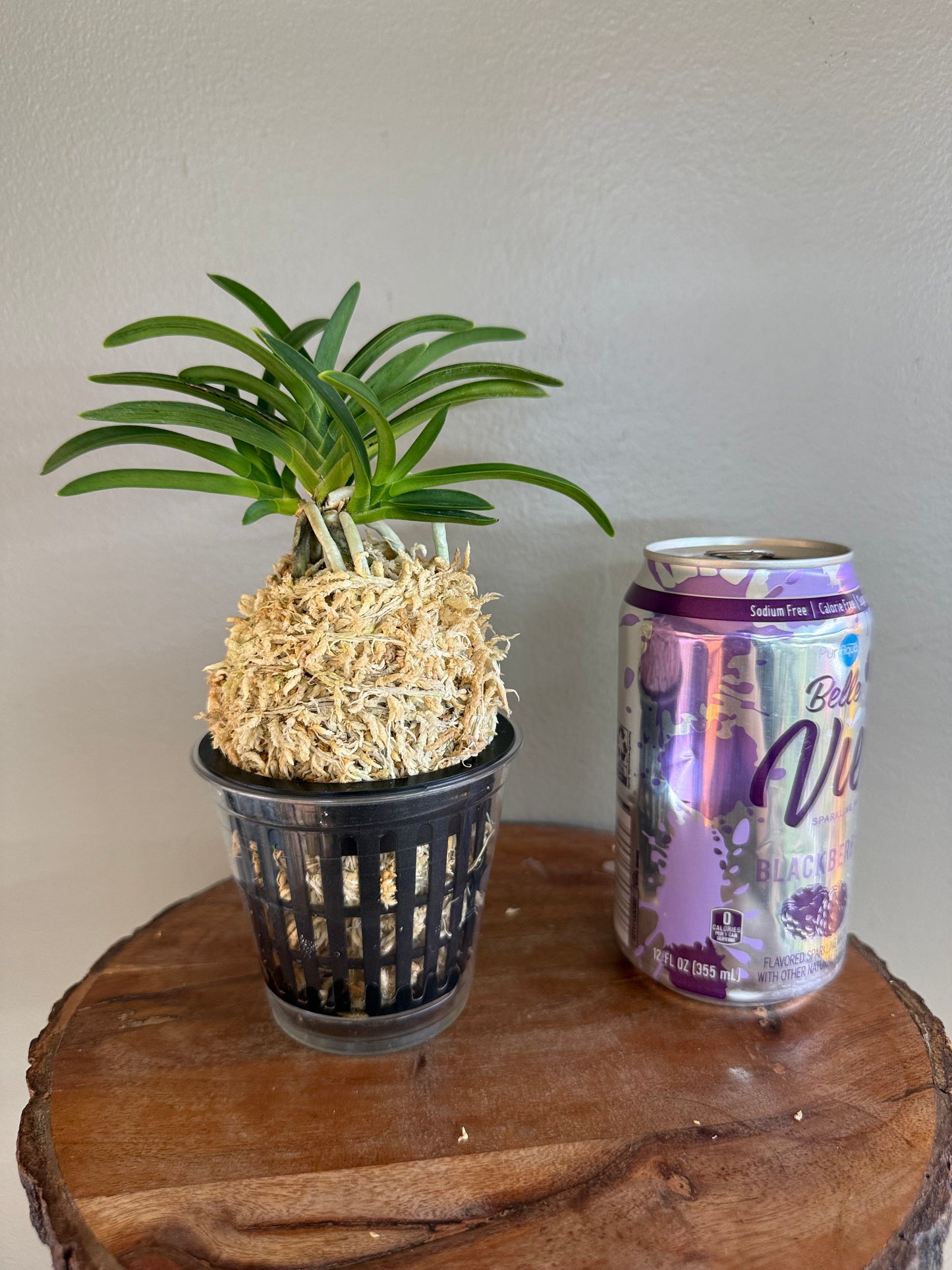 Neofinetia falcata Suminagashi 墨流