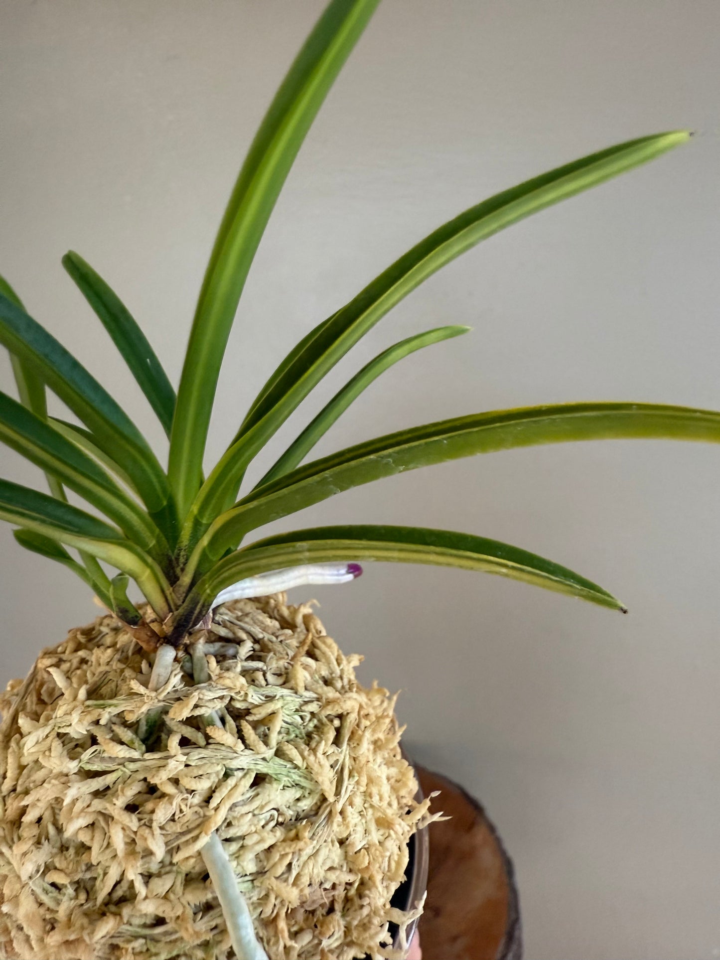 Neofinetia falcata Asahiden 朝日殿