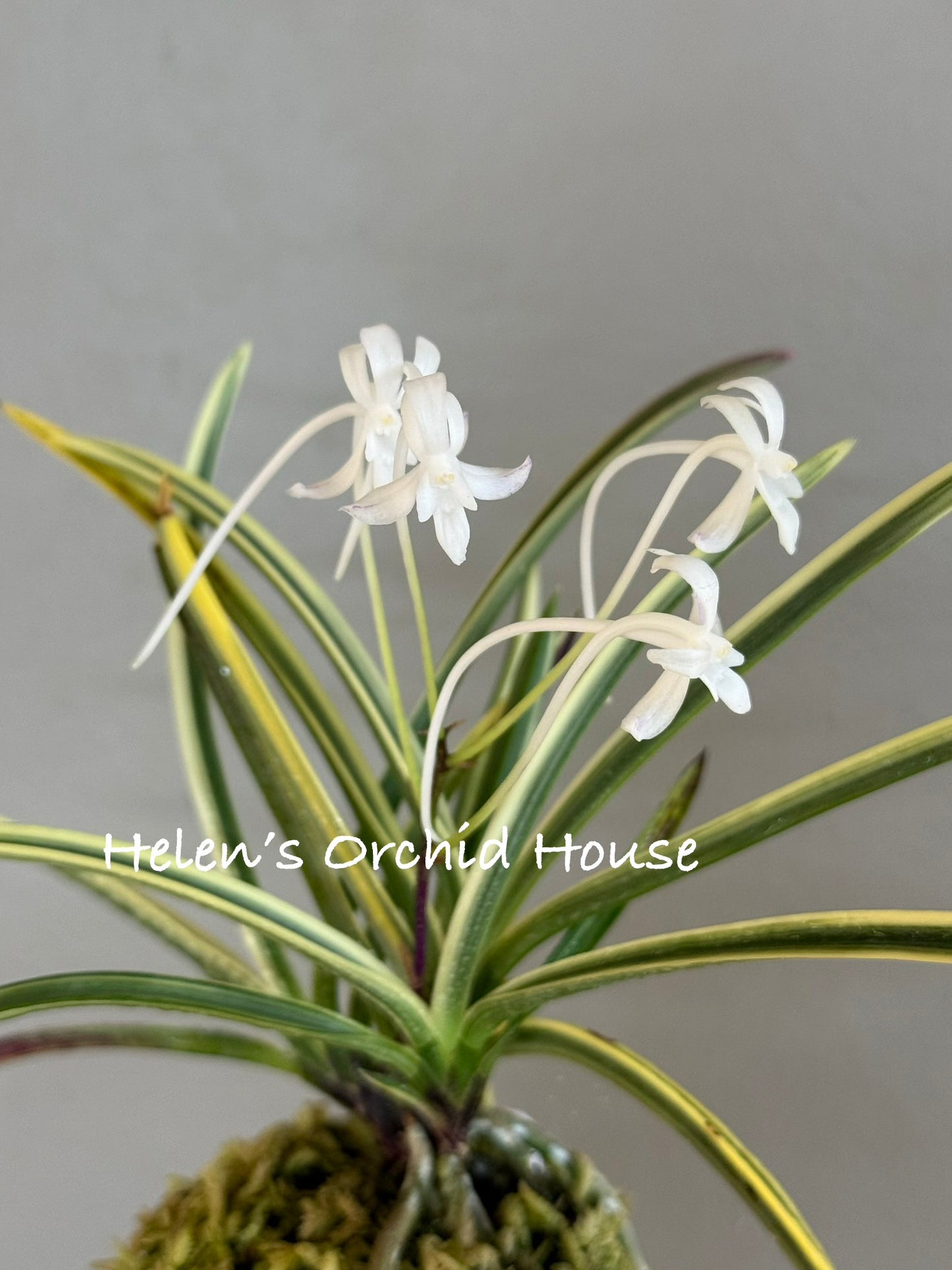 Neofinetia falcata Higashidemiyako 東出都
