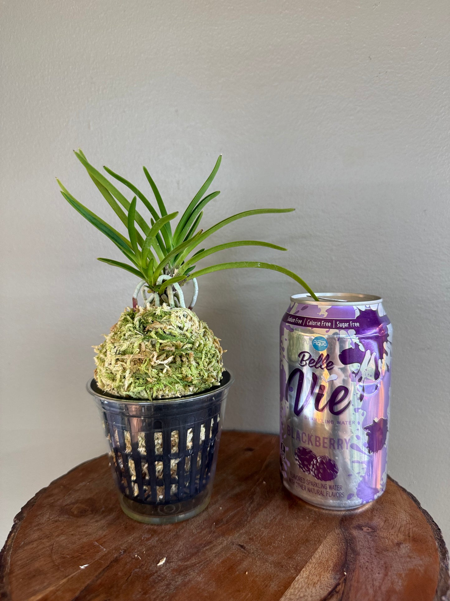 Neofinetia falcata Manjushage 曼珠沙華