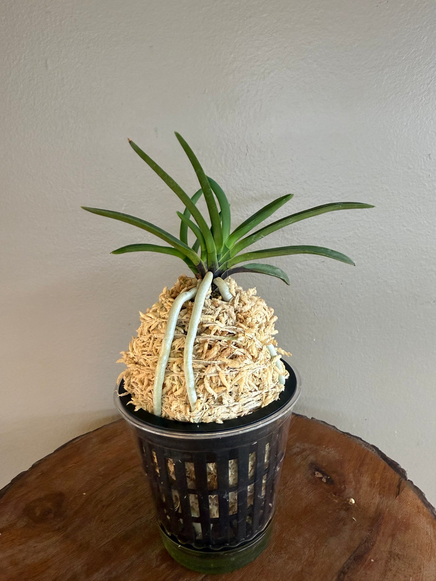 Neofinetia falcata Mangekyo 万華境