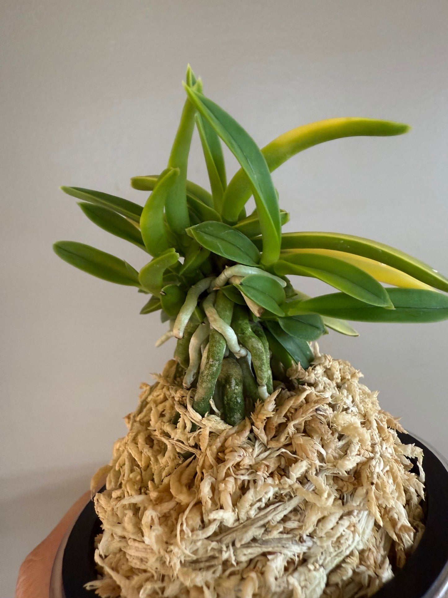 Neofinetia falcata Kinroukaku 金樓閣