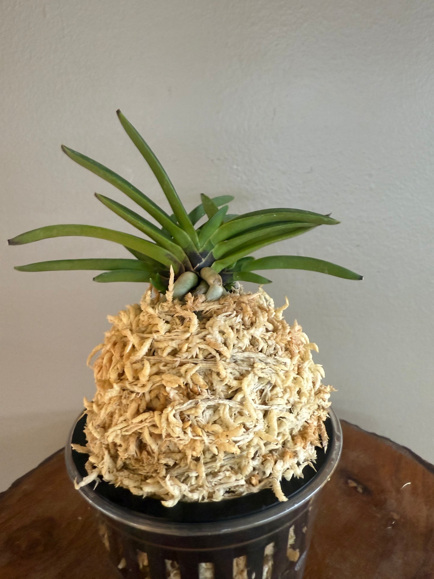 Neofinetia falcata Raizan 雷山