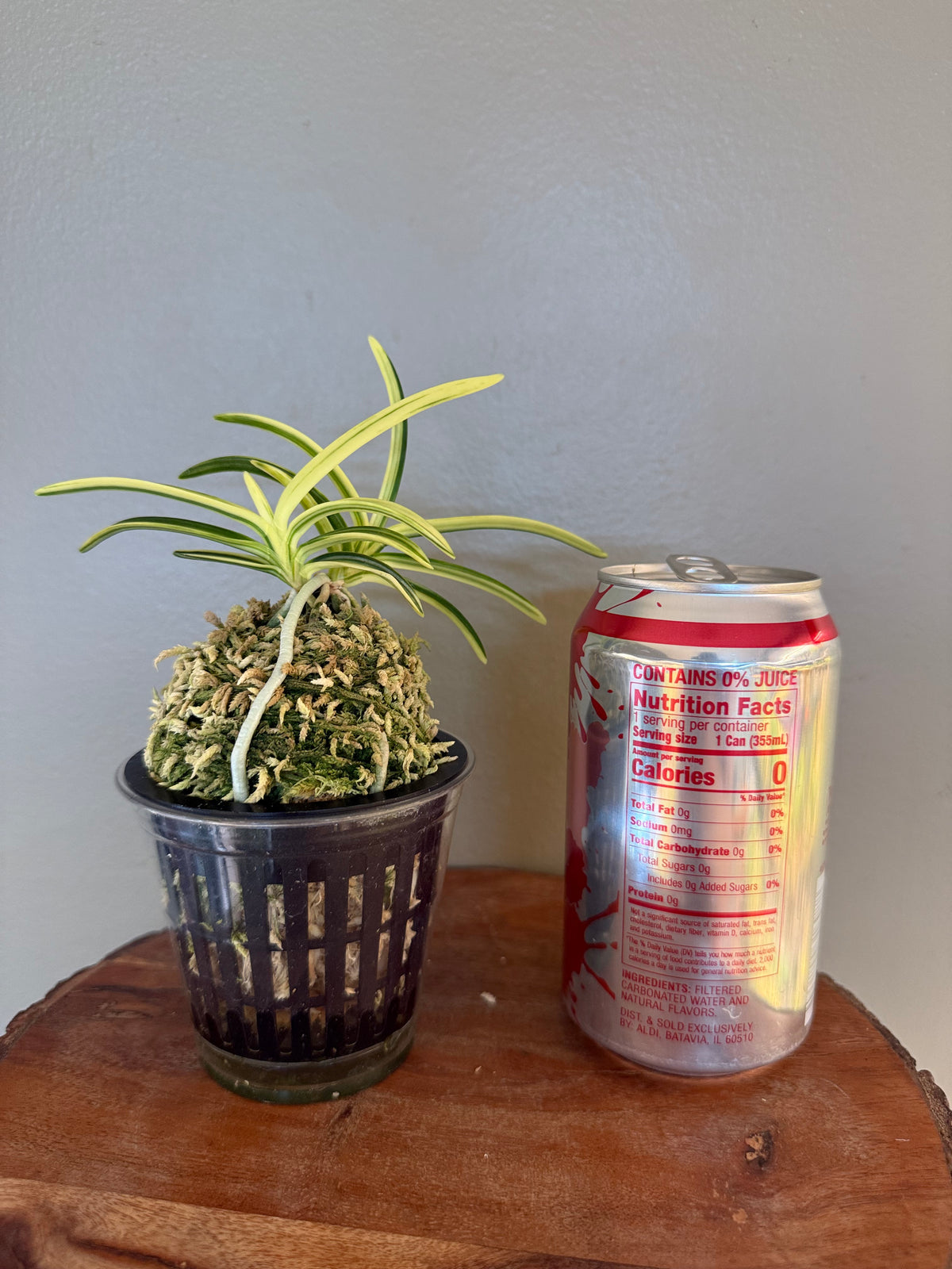 Neofinetia falcata Orihime 織姫