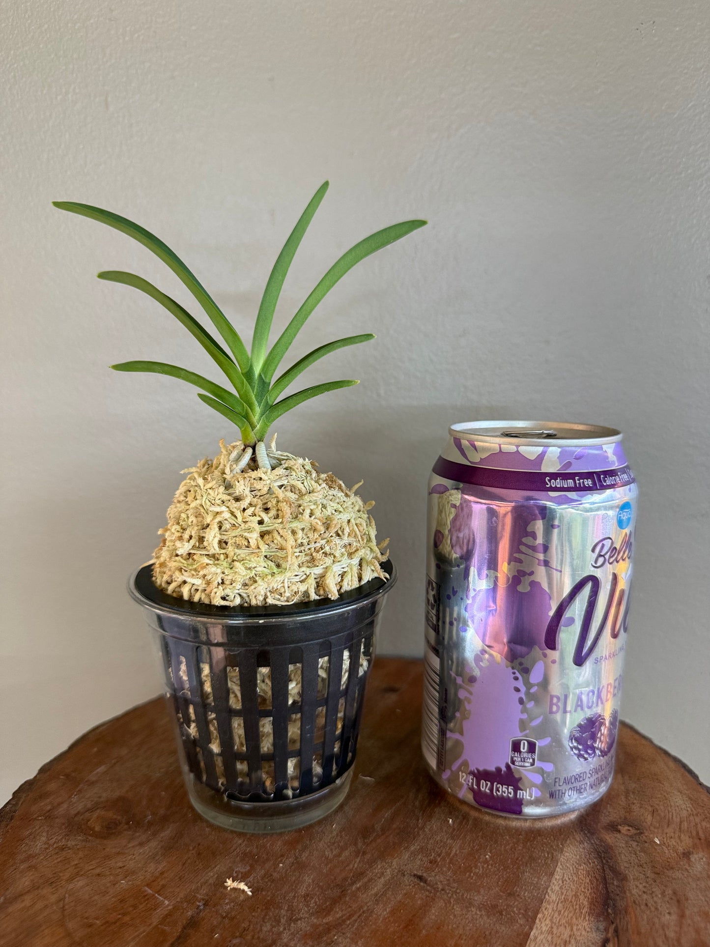 Neofinetia falcata Midori Jujisei 緑十字星