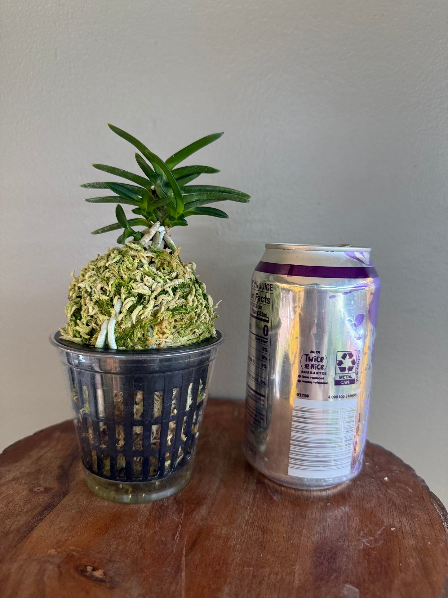 Neofinetia falcata Jukou 寿光
