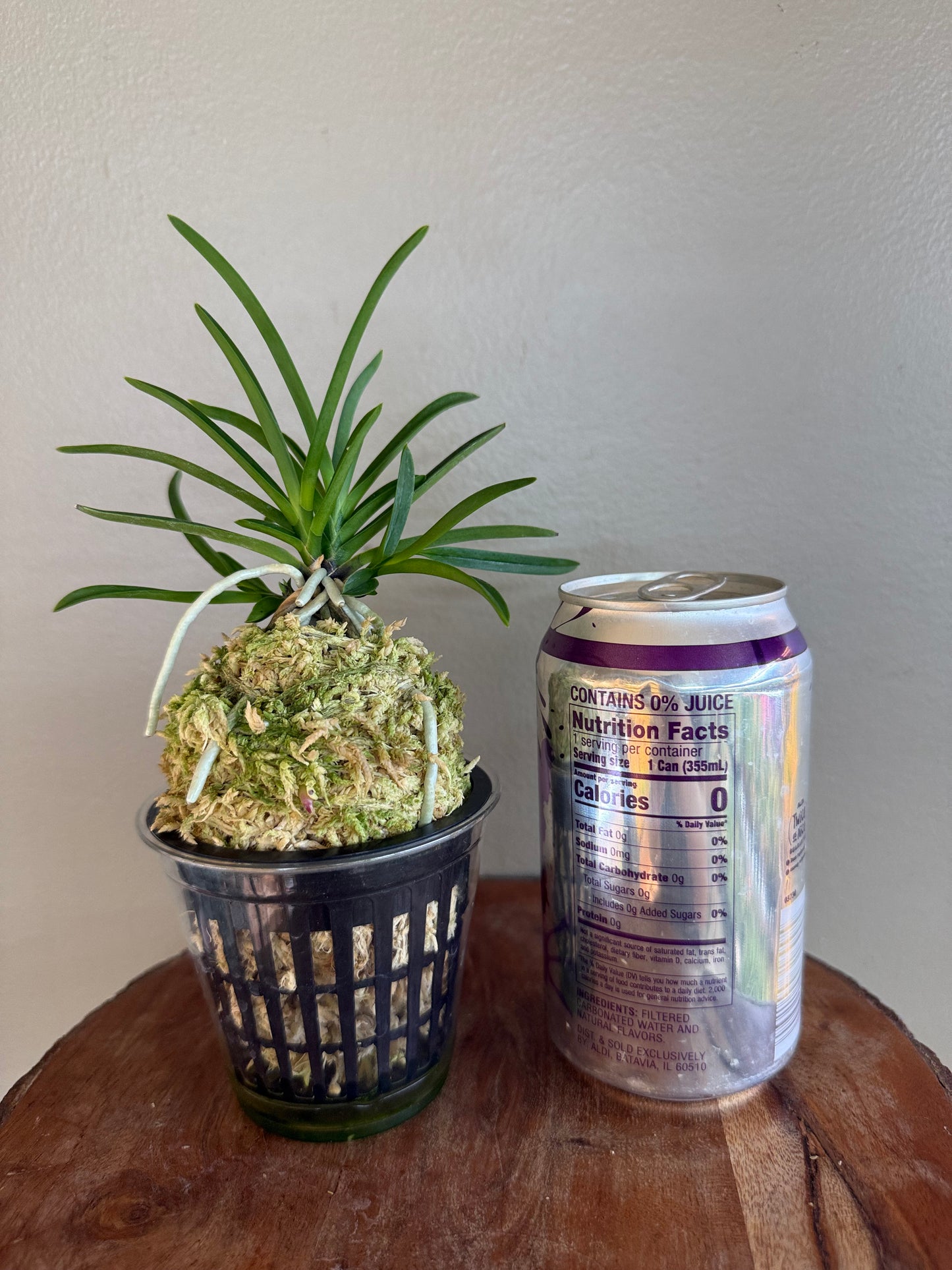 Neofinetia falcata 夕映 Yubae