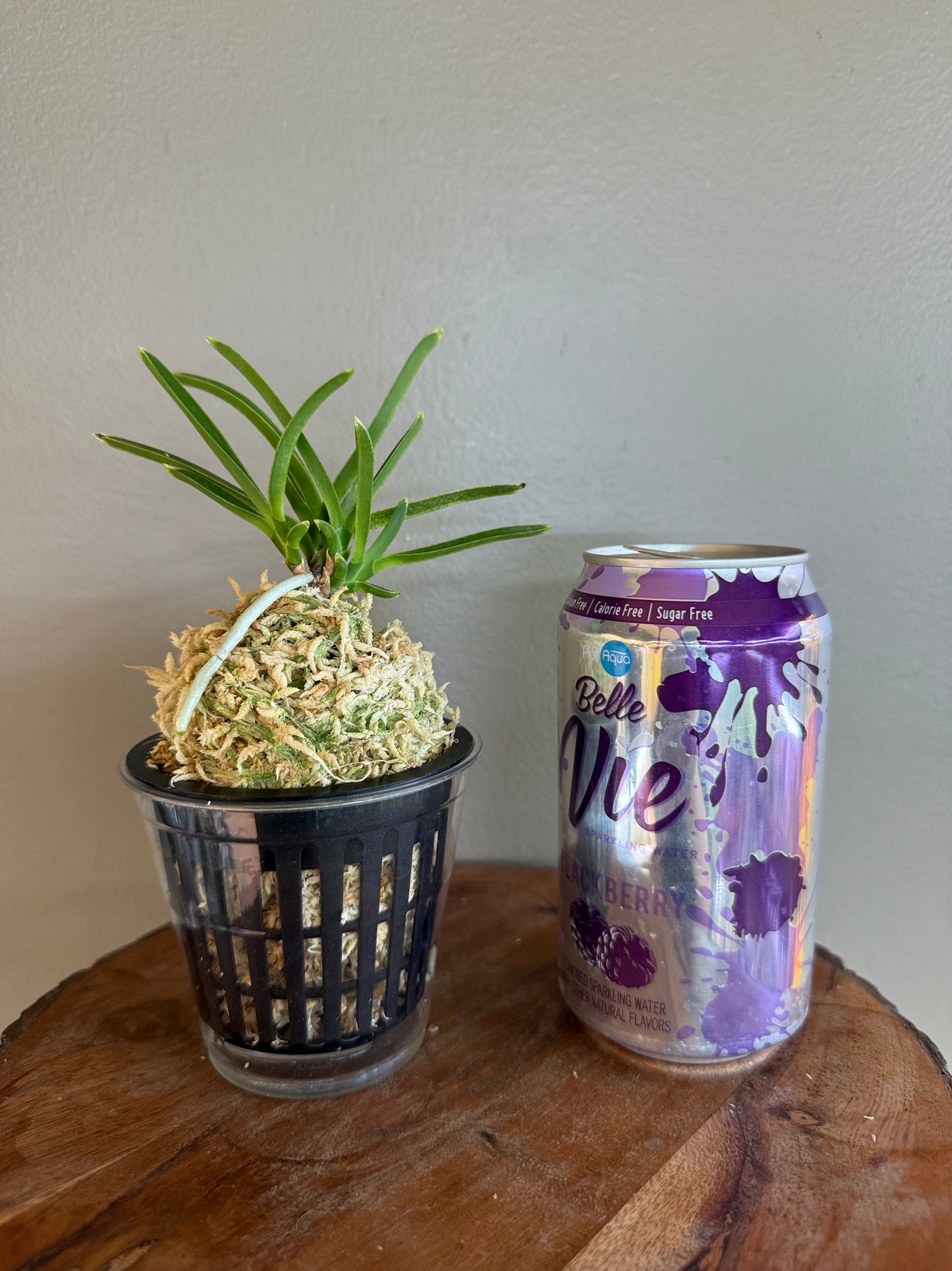 Neofinetia falcata Ginseikan 銀星冠