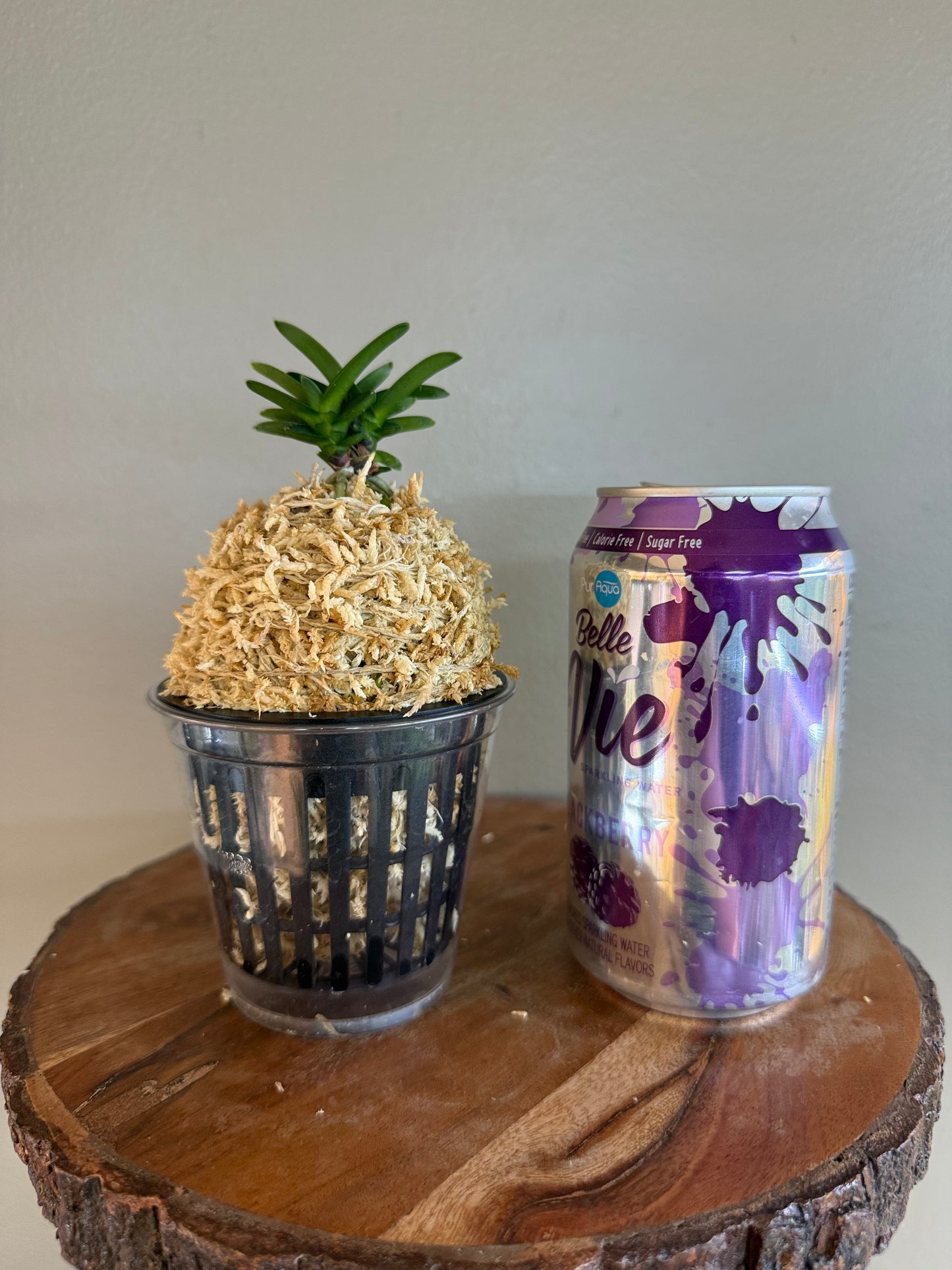 Neofinetia falcata Maizuru 舞鶴