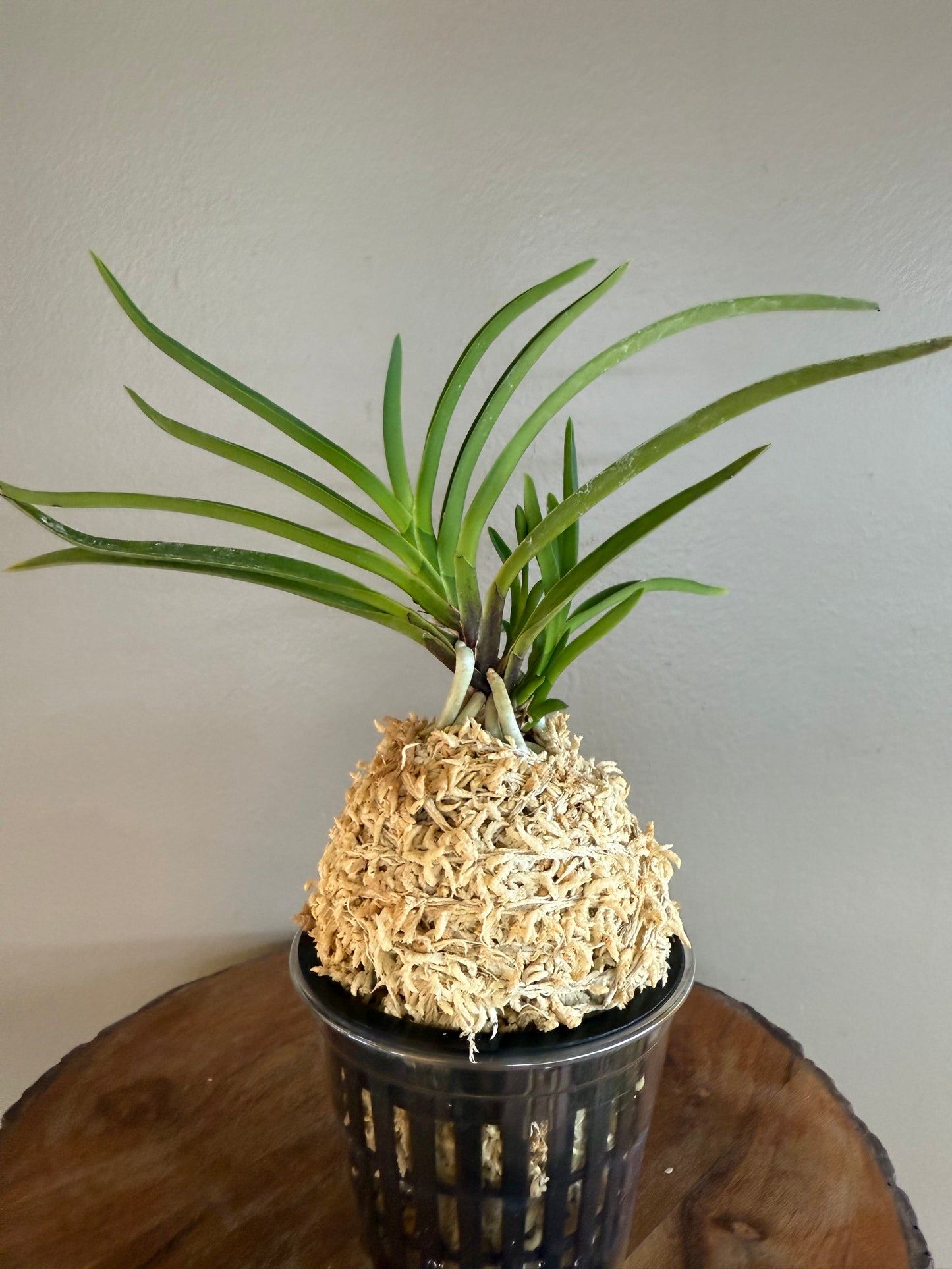 Neofinetia falcata Manjushage 曼珠沙華
